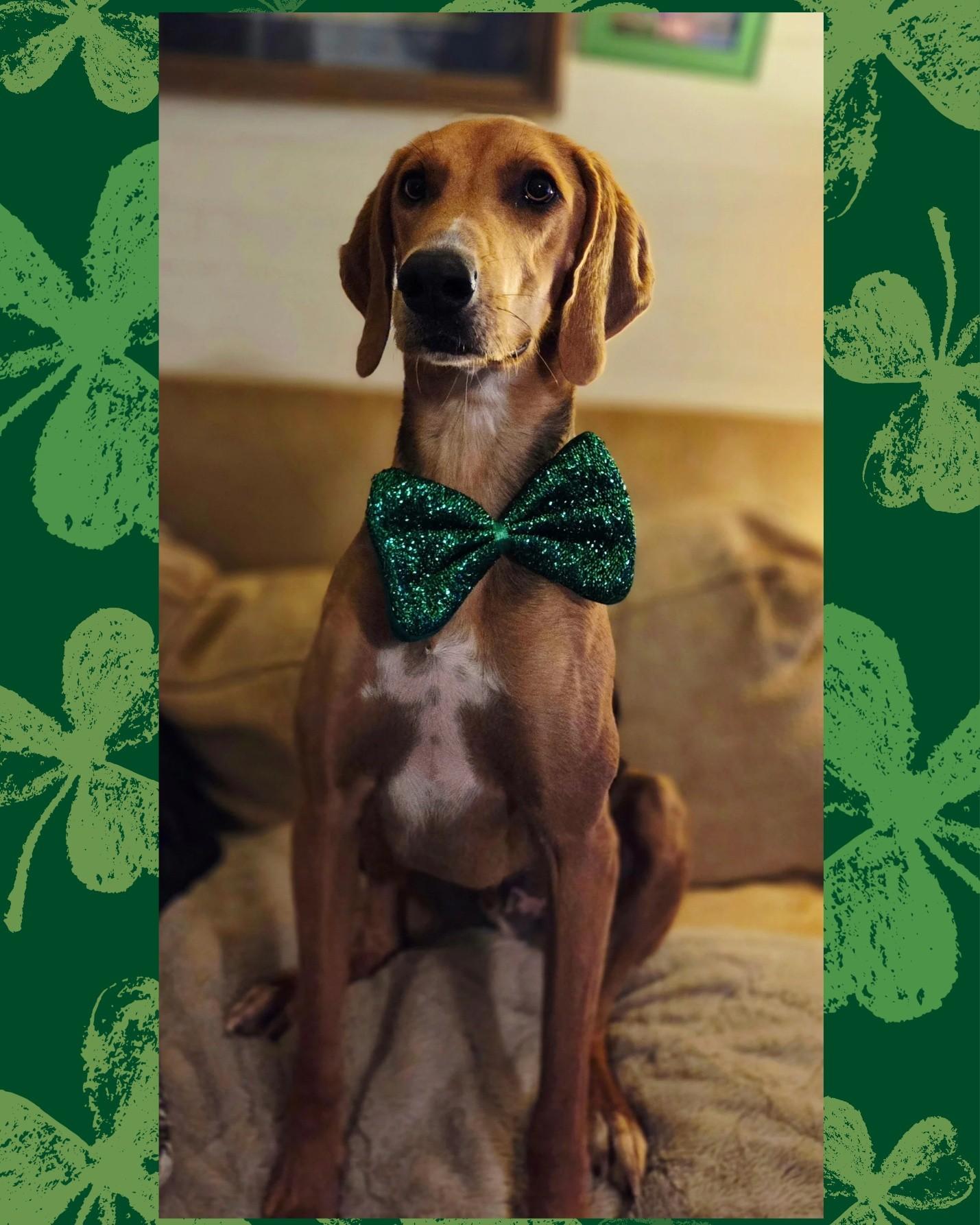 Enlarge Dizzy, an adoptable mixed breed in Pittsboro, NC image 1/6