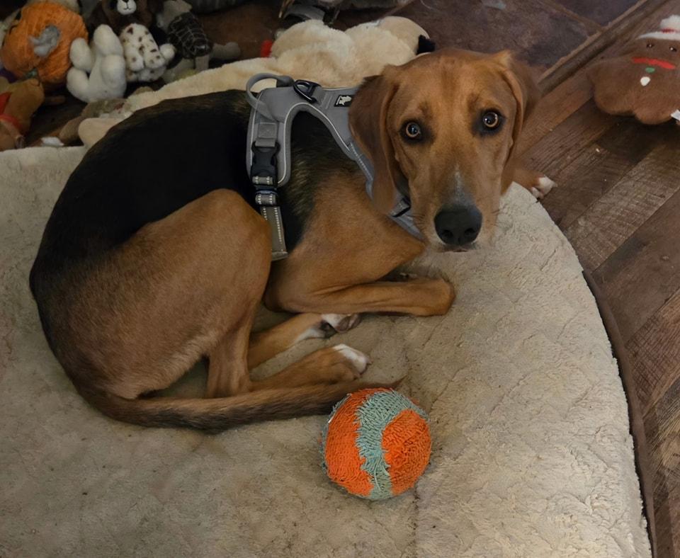 Enlarge Dizzy, an adoptable mixed breed in Pittsboro, NC image 2/6