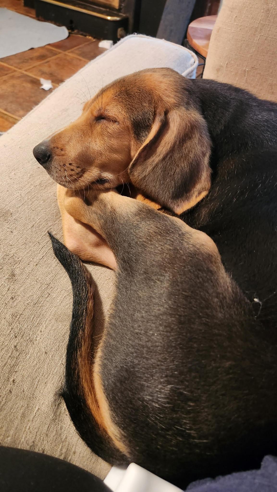 Enlarge Dizzy, an adoptable mixed breed in Pittsboro, NC image 6/6
