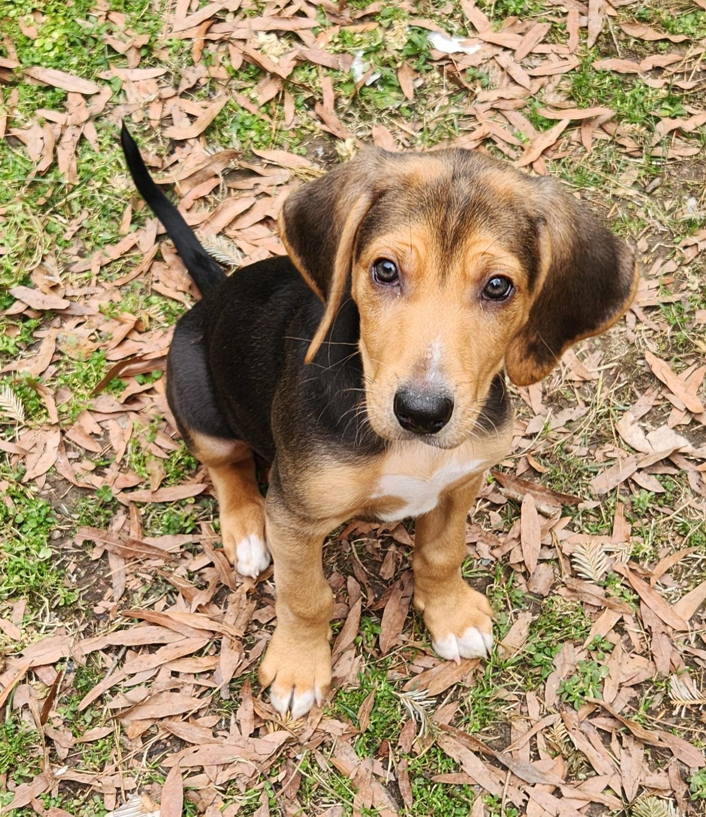 Enlarge Dizzy, an adoptable mixed breed in Pittsboro, NC image 4/6