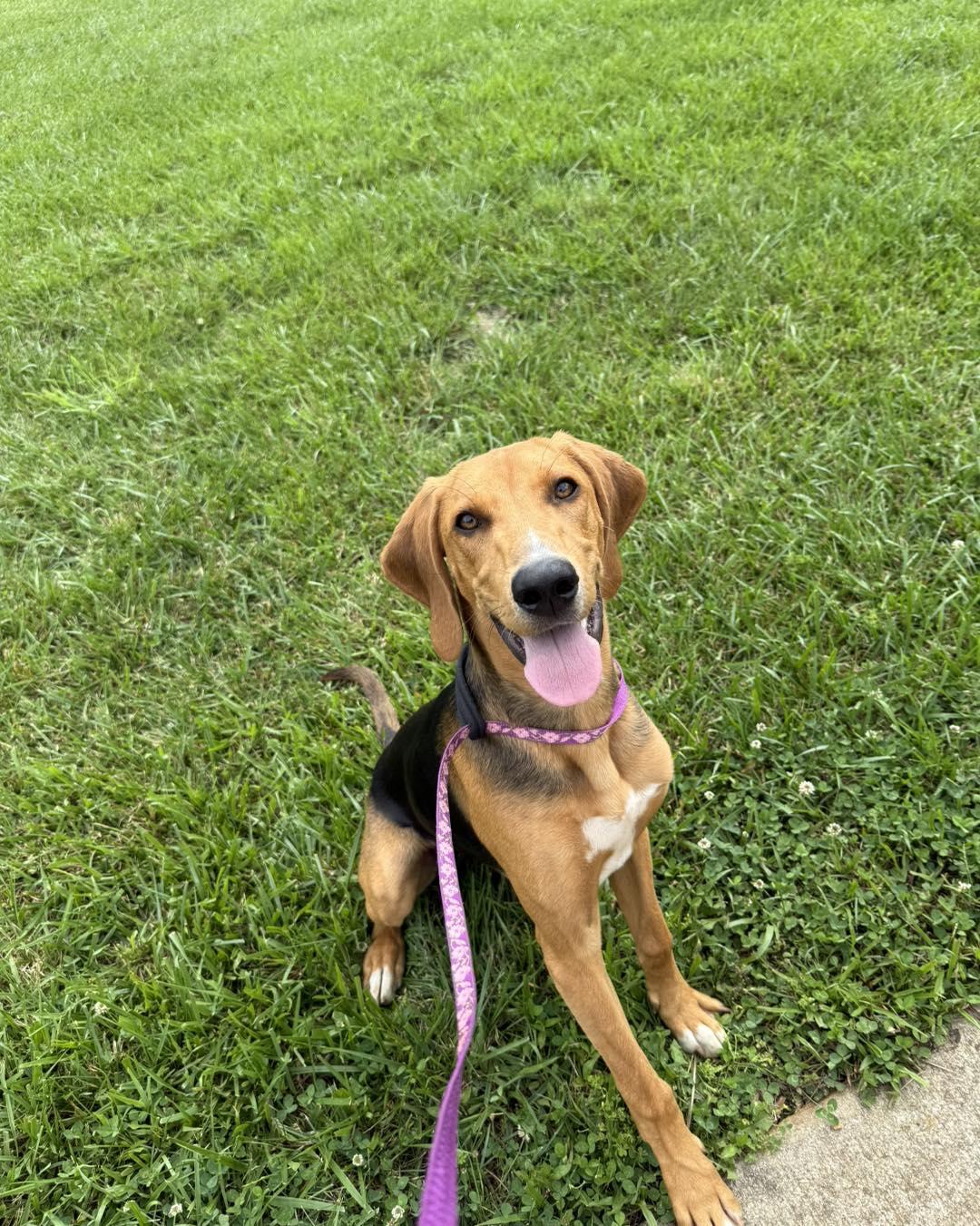 Enlarge Dizzy, an adoptable mixed breed in Pittsboro, NC image 3/6