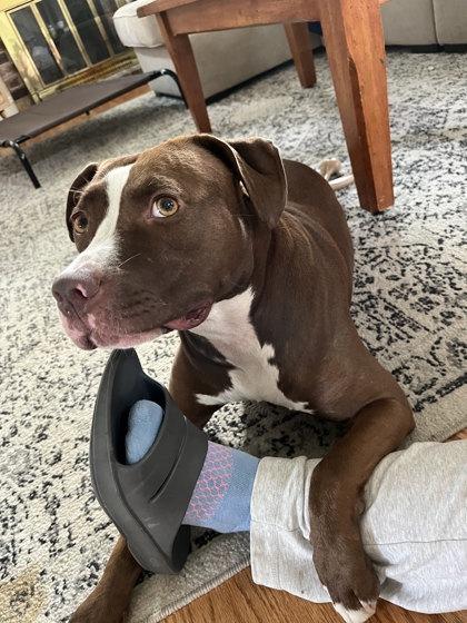 Enlarge Tropic, a Adoptable Mixed Breed in Cincinnati, OH image 1/3