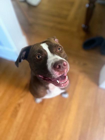 Enlarge Tropic, a Adoptable Mixed Breed in Cincinnati, OH image 2/3