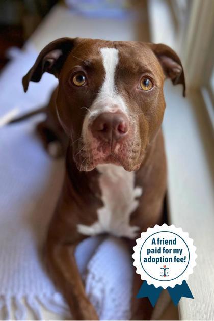 Enlarge Tropic, a Adoptable Mixed Breed in Cincinnati, OH image 3/3