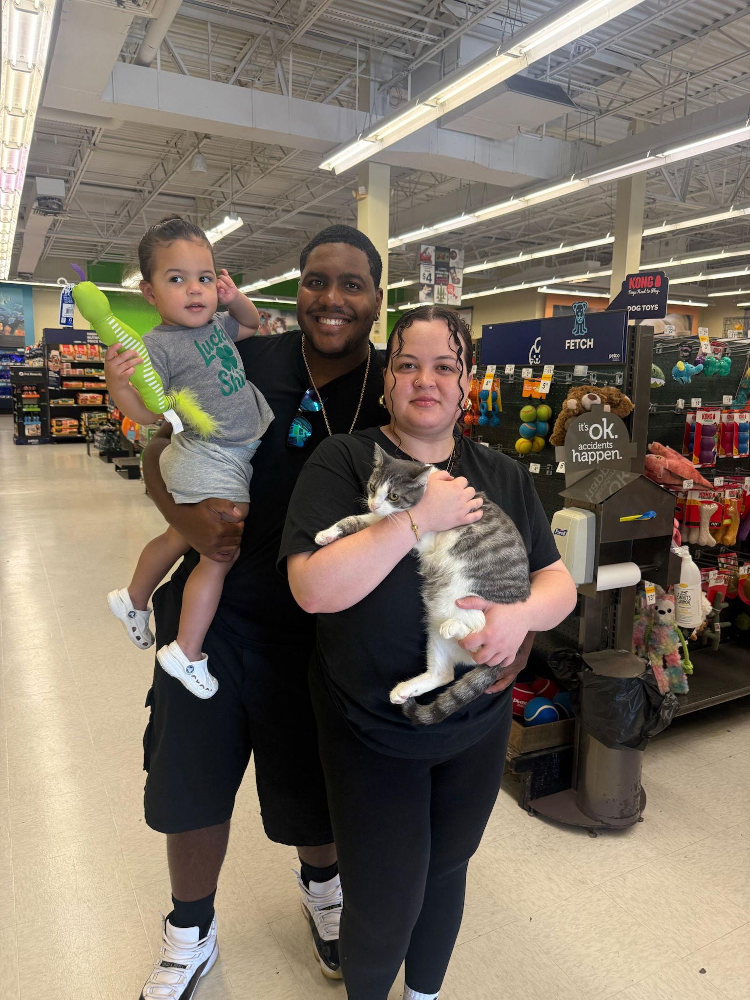 Enlarge Maybelle- Hope Gold, a Adopted Domestic Short Hair in Pompano Beach, FL image 1/1