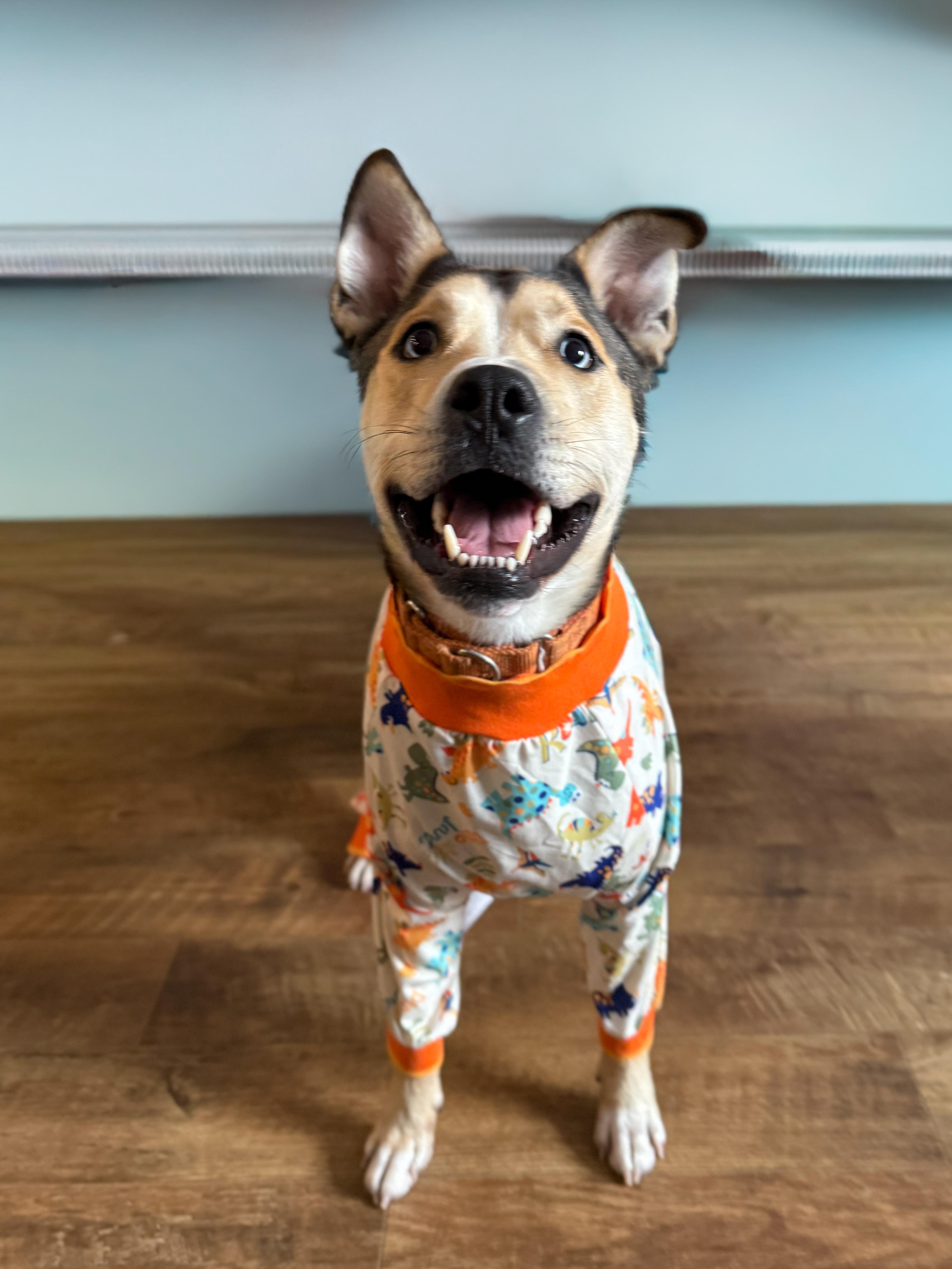 Enlarge Koda, a Adoptable mixed breed in Terryville, CT image 1/6