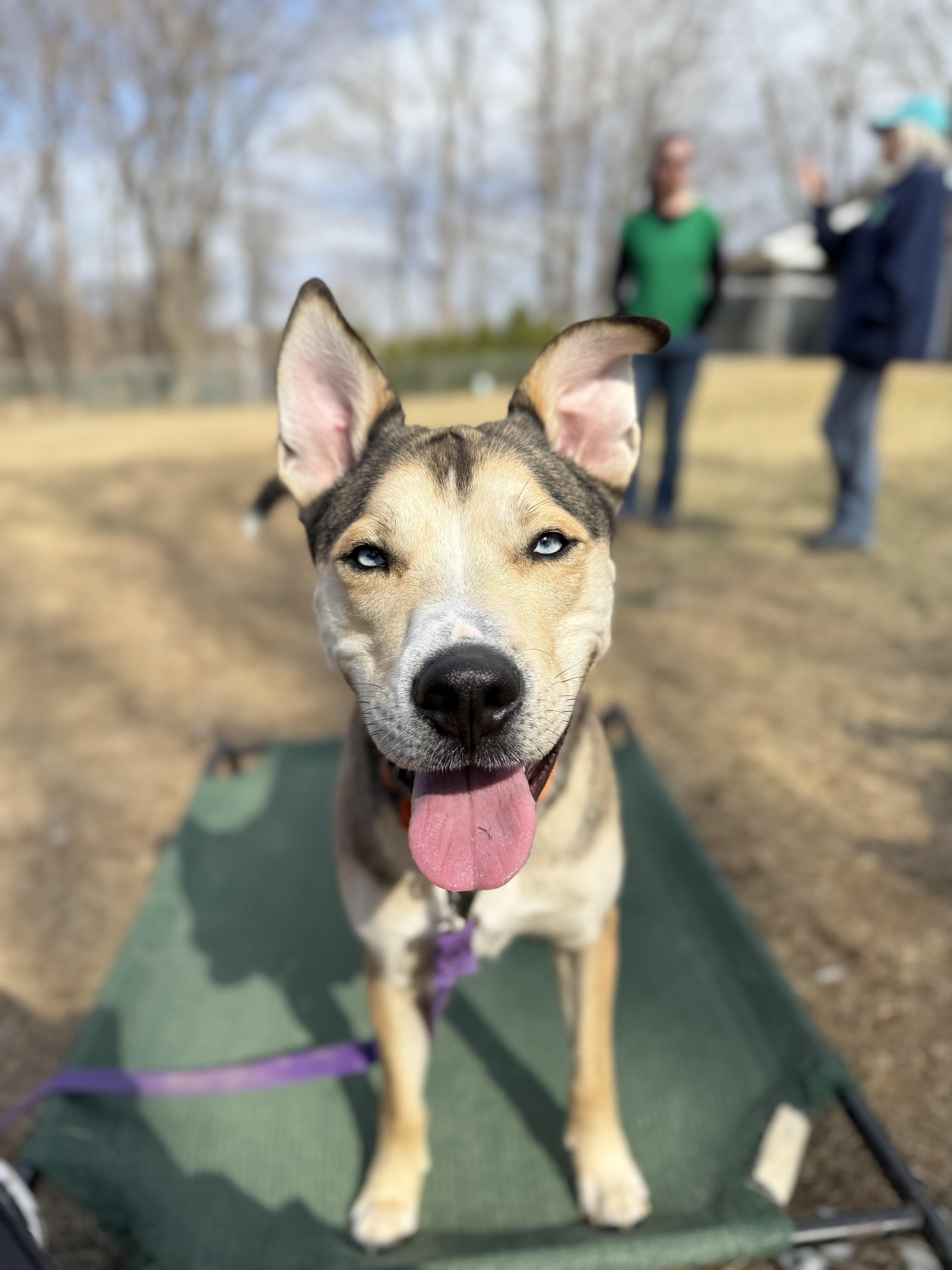 Koda, Adoptable, Adult Male German Shepherd Dog & Siberian Husky.