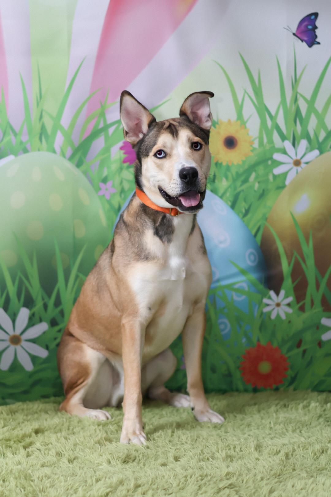 Enlarge Koda, a Adoptable mixed breed in Terryville, CT image 6/6