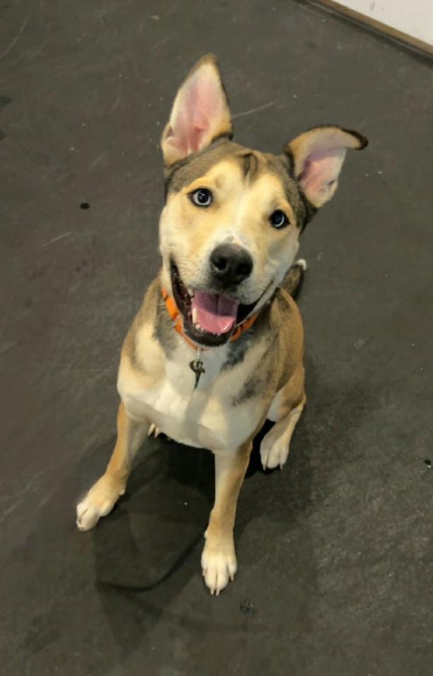 Enlarge Koda, a Adoptable mixed breed in Terryville, CT image 2/6