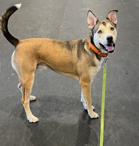 Enlarge Koda, a Adoptable mixed breed in Terryville, CT image 3/6