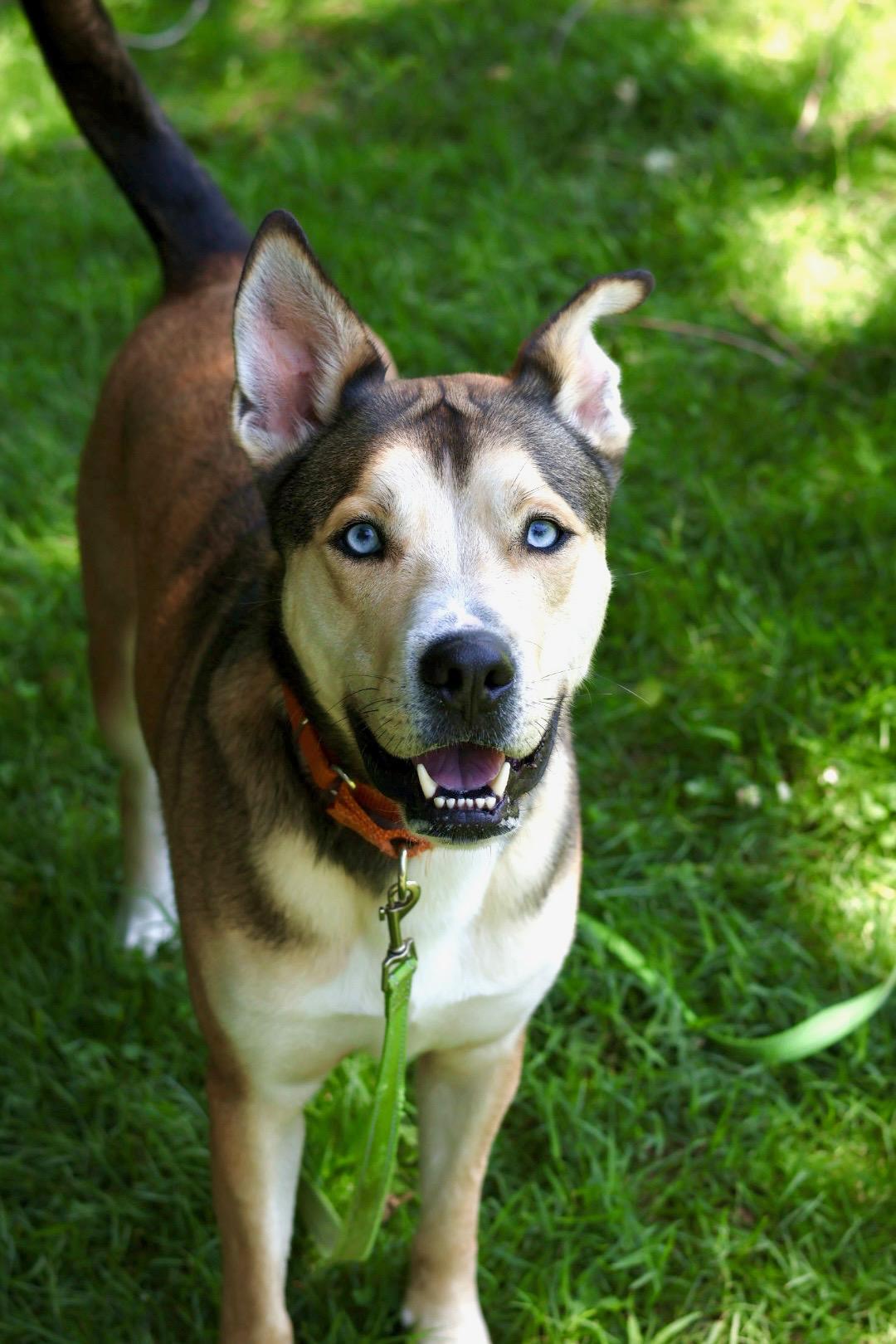 Enlarge Koda, a Adoptable mixed breed in Terryville, CT image 4/6