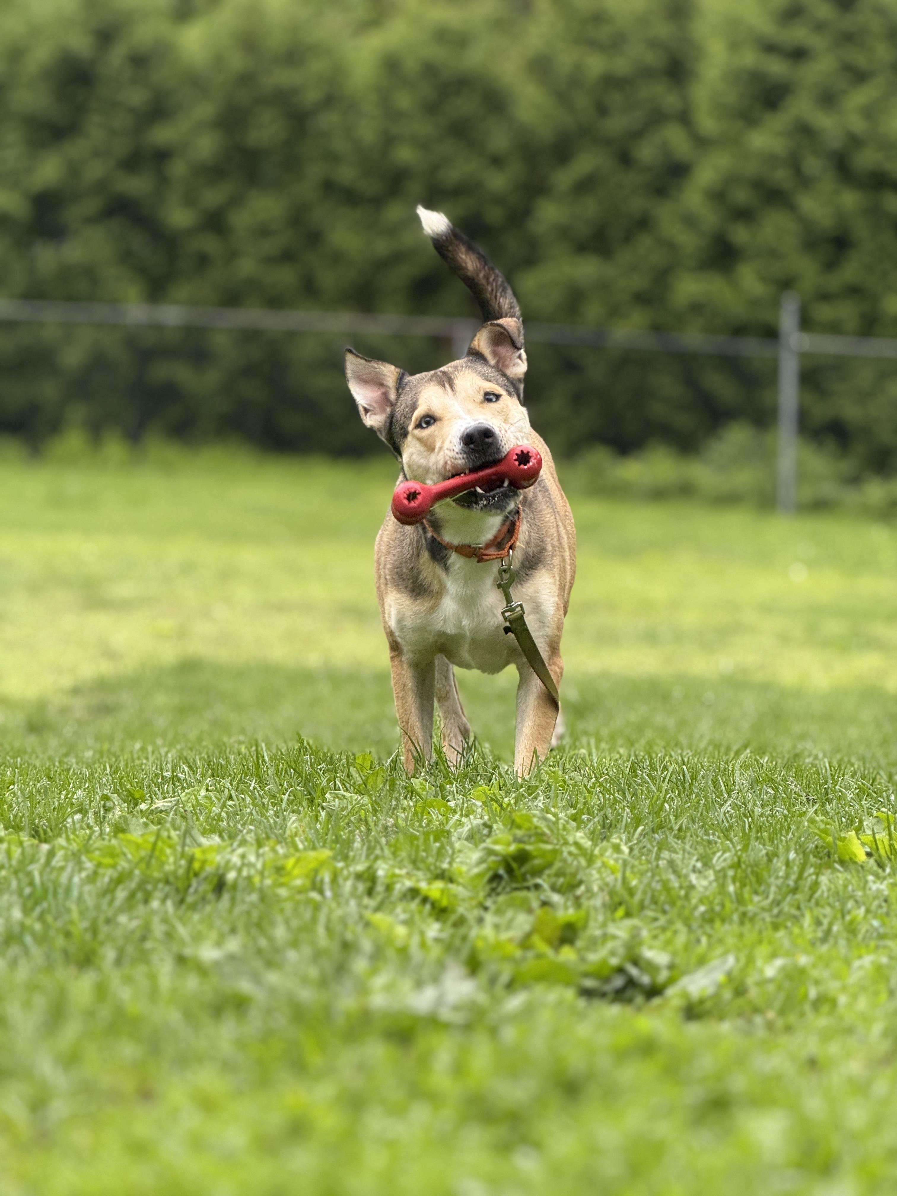 Enlarge Koda, a Adoptable mixed breed in Terryville, CT image 5/6