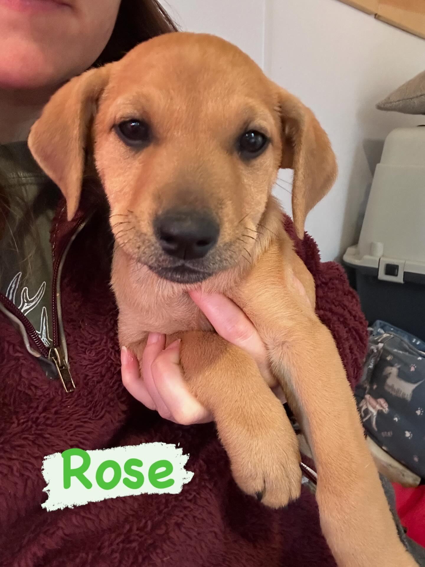 Rose, Adoptable, Puppy Female Mixed Breed.