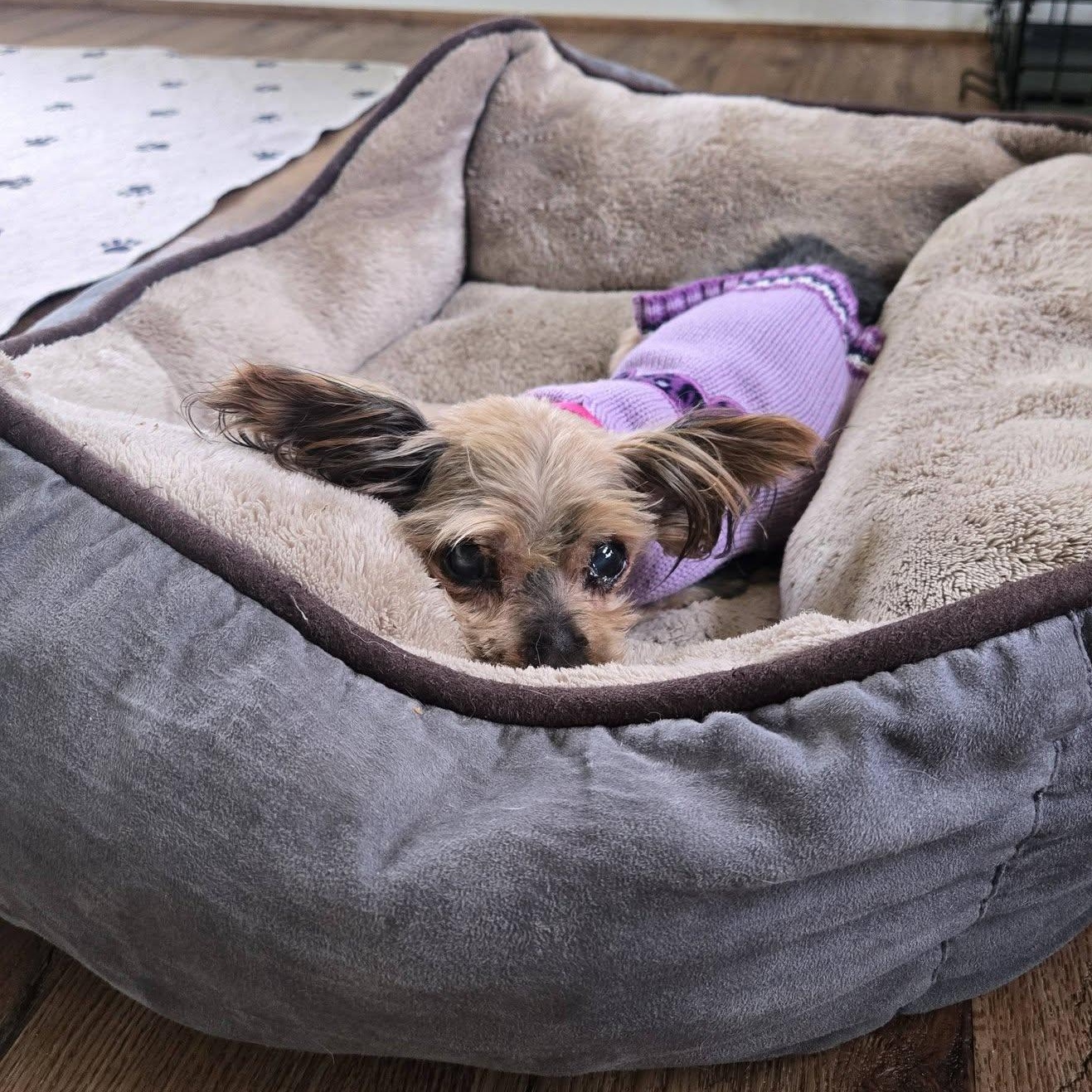 Enlarge Dove, an adopted Yorkshire Terrier in Severn, MD image 2/6