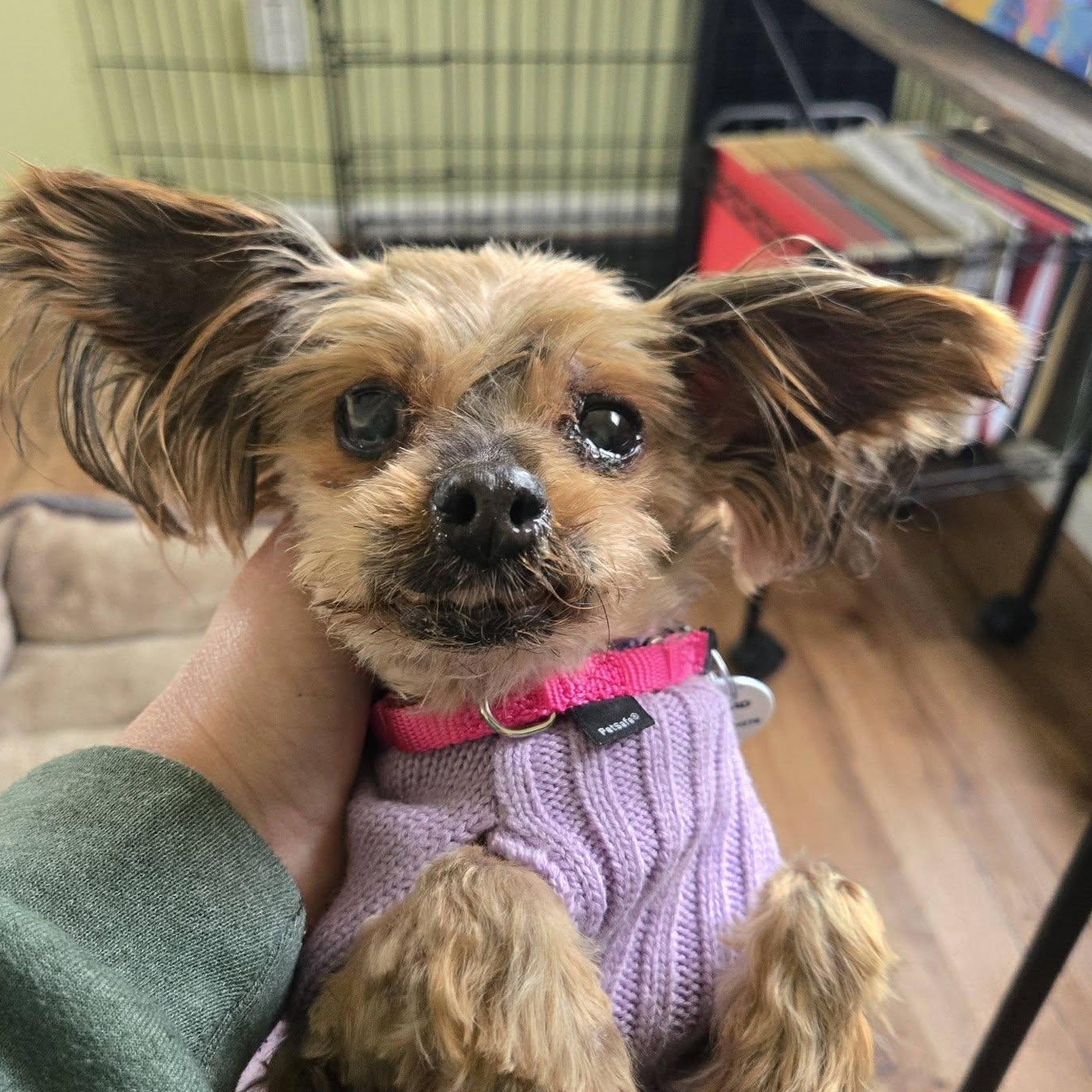 Enlarge Dove, an adopted Yorkshire Terrier in Severn, MD image 3/6