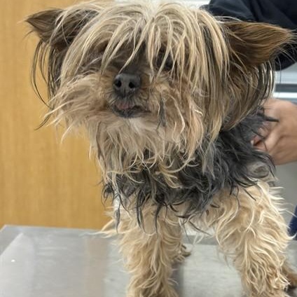 Enlarge Dove, an adopted Yorkshire Terrier in Severn, MD image 6/6