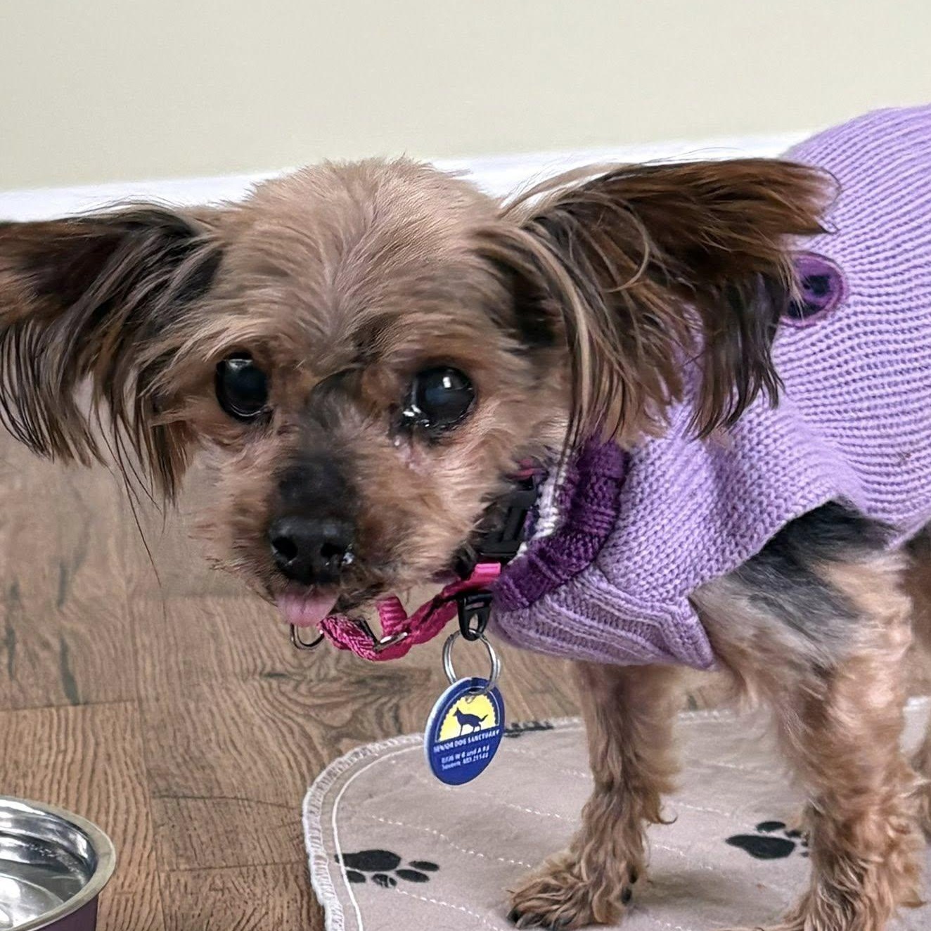 Enlarge Dove, an adopted Yorkshire Terrier in Severn, MD image 5/6