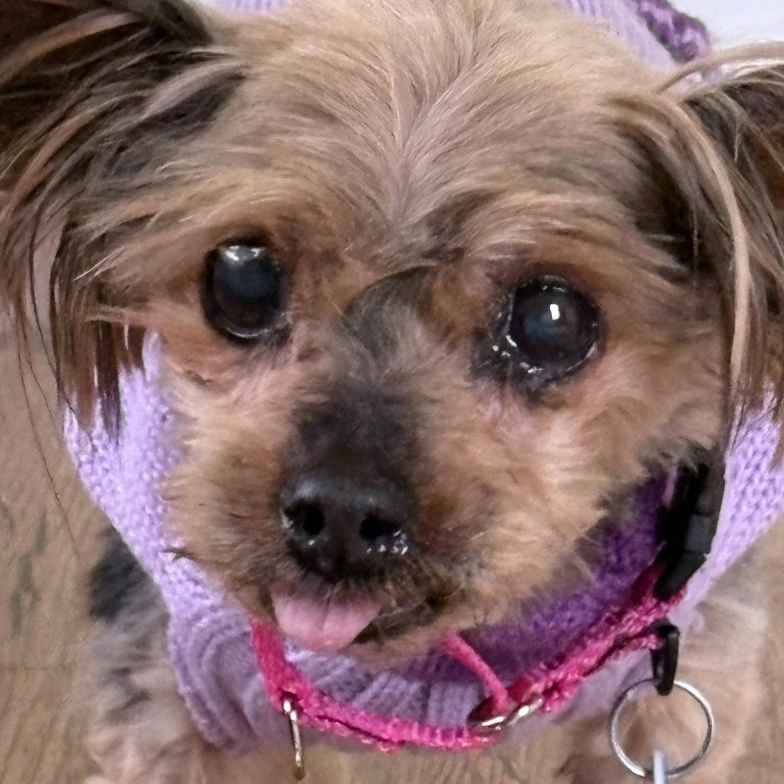 Enlarge Dove, an adopted Yorkshire Terrier in Severn, MD image 4/6