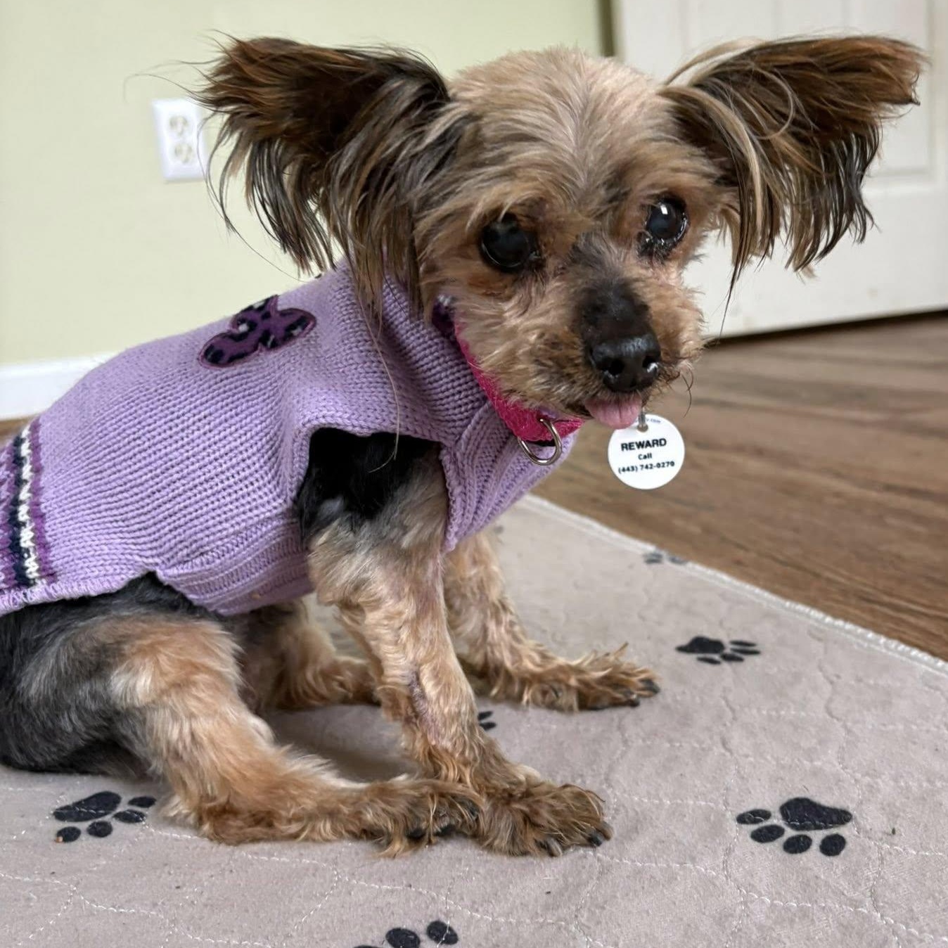 Enlarge Dove, an adopted Yorkshire Terrier in Severn, MD image 1/6