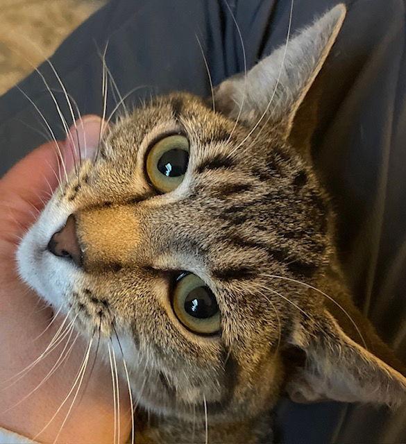 Osiris, a Adoptable mixed breed in Island Lake, IL image 2/3