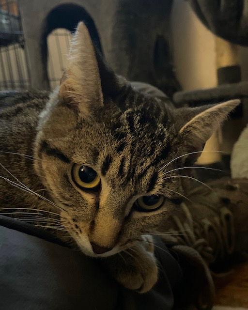 Osiris, a Adoptable mixed breed in Island Lake, IL image 3/3