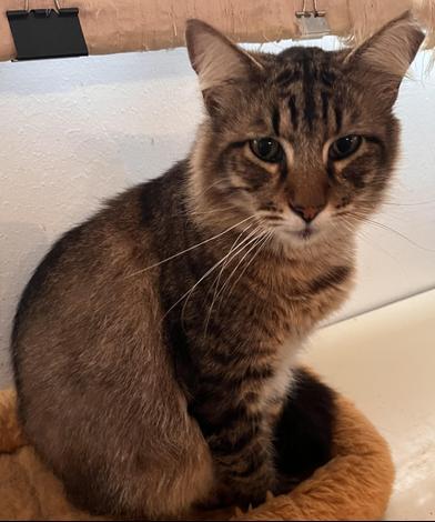 Toby — thumbnail 2