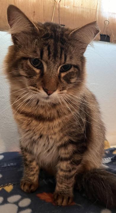 Toby — thumbnail 3