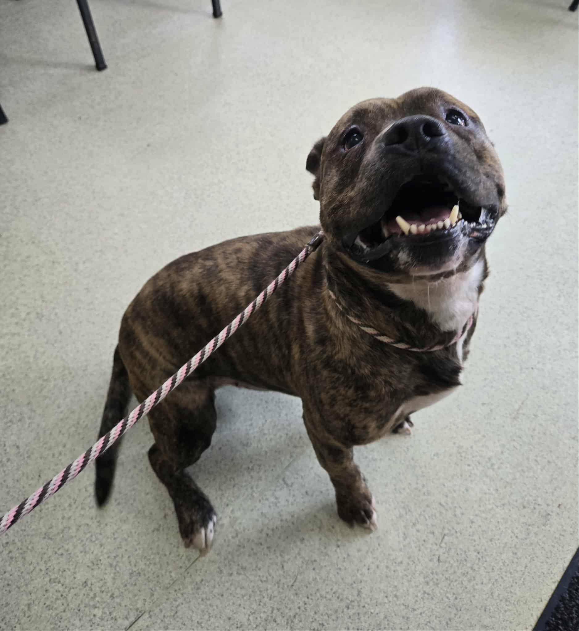 Enlarge Booker, a ADOPTABLE Pit Bull Terrier in Freeport, IL image 4/6