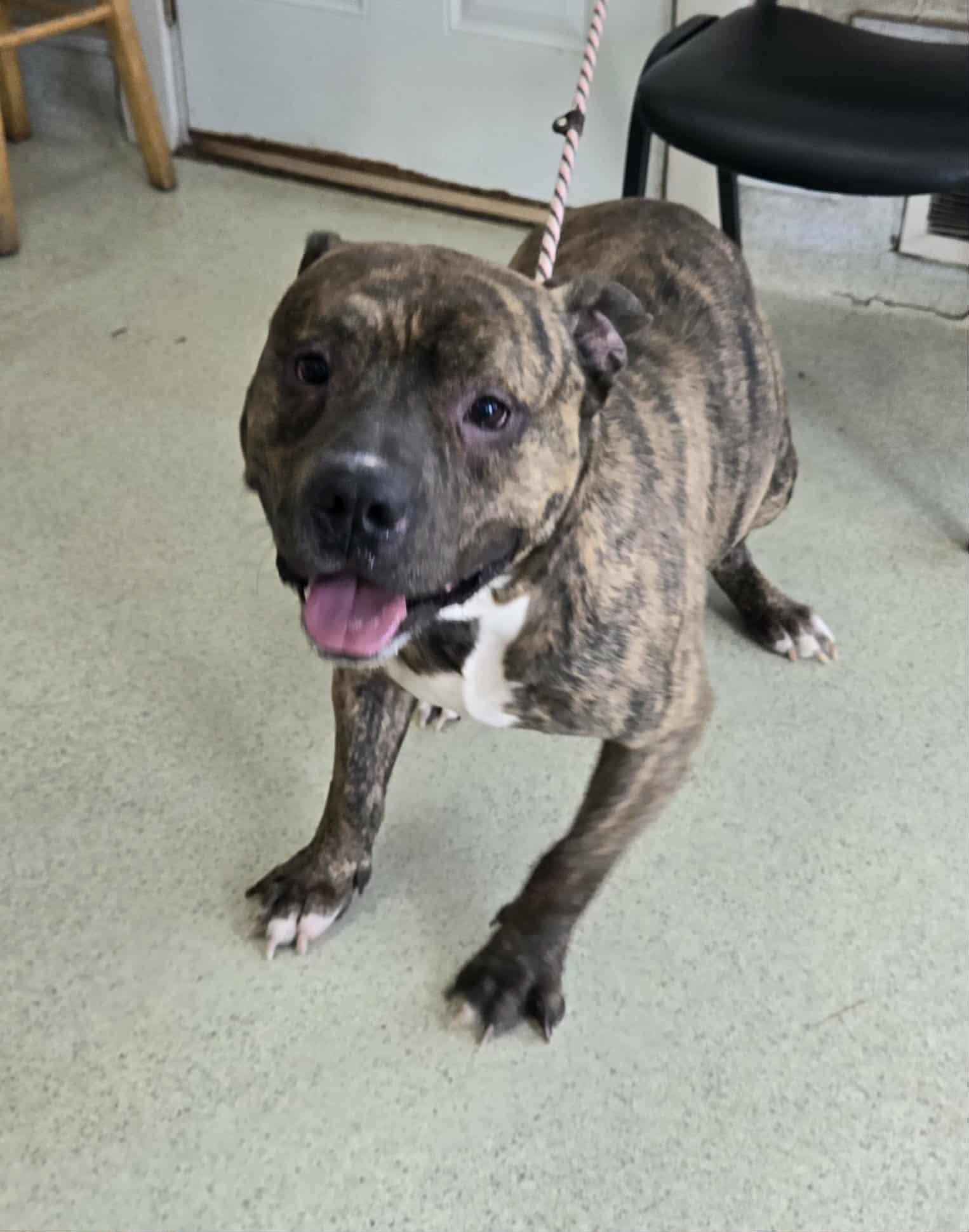 Enlarge Booker, a ADOPTABLE Pit Bull Terrier in Freeport, IL image 6/6