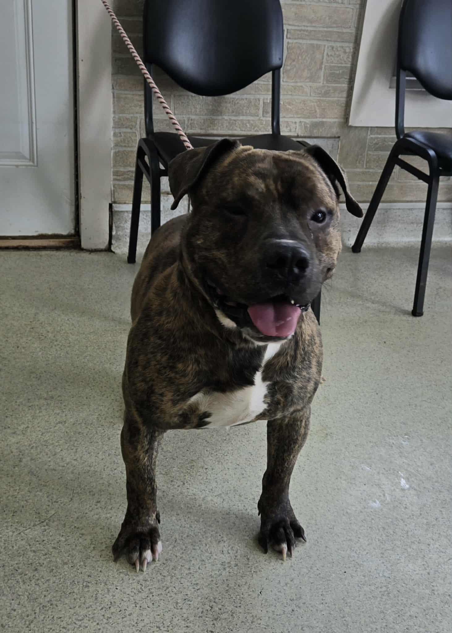 Enlarge Booker, a ADOPTABLE Pit Bull Terrier in Freeport, IL image 3/6