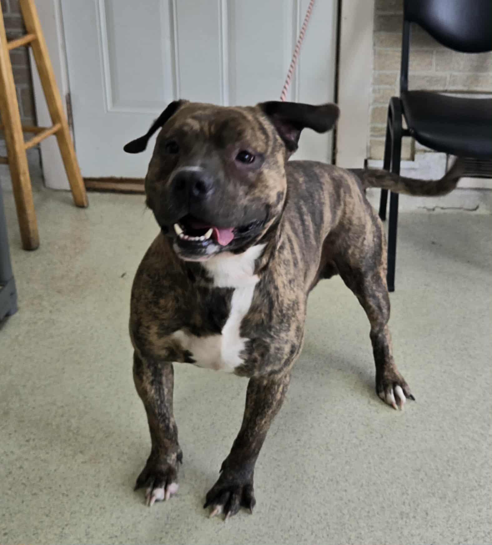 Enlarge Booker, a ADOPTABLE Pit Bull Terrier in Freeport, IL image 5/6