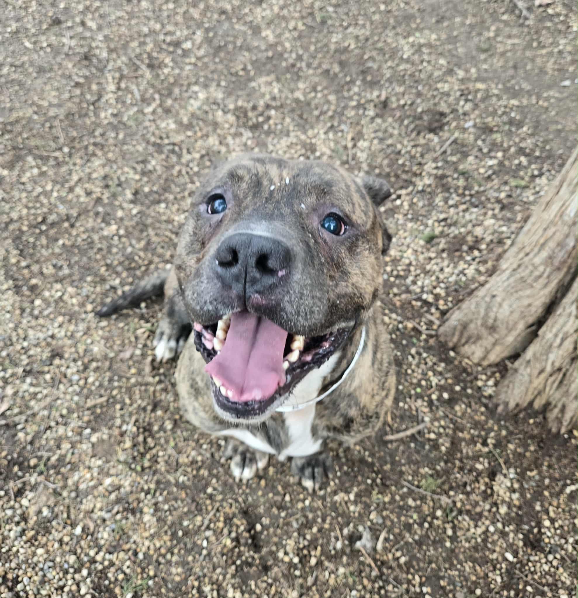 Enlarge Booker, a ADOPTABLE Pit Bull Terrier in Freeport, IL image 1/6