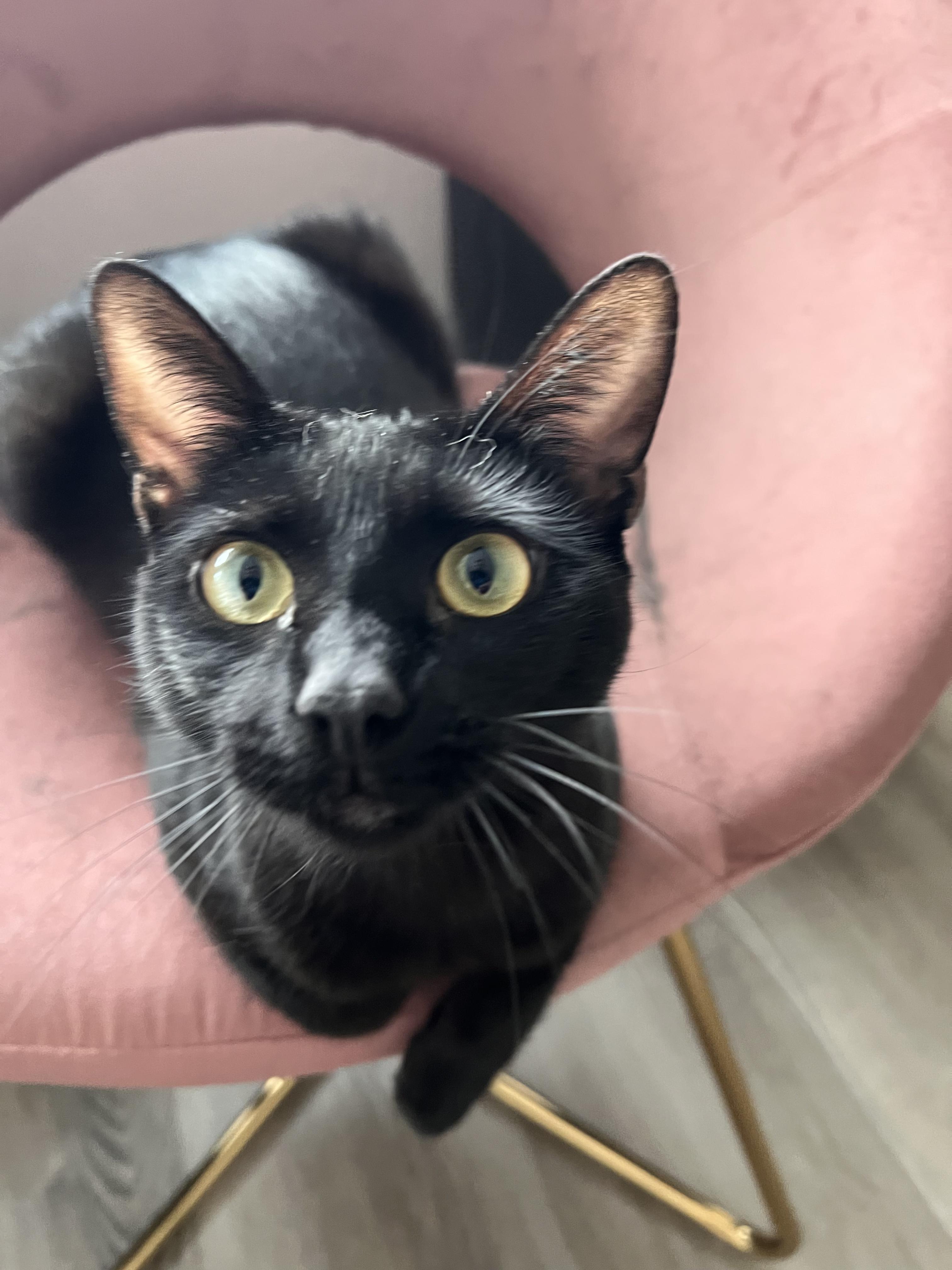 Venus, a ADOPTABLE Domestic Short Hair in Los Angeles, CA image 2/5