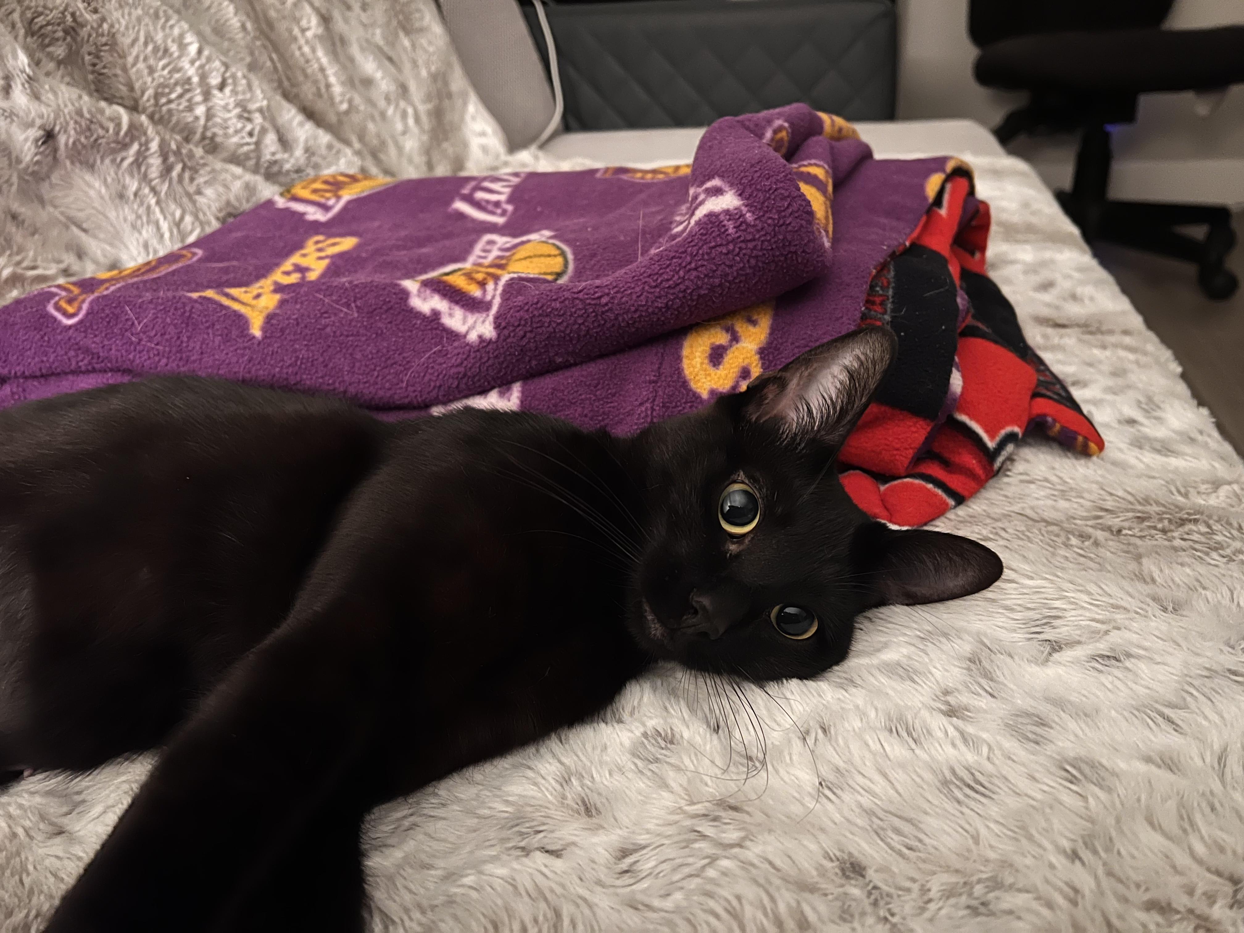 Venus, a ADOPTABLE Domestic Short Hair in Los Angeles, CA image 4/5