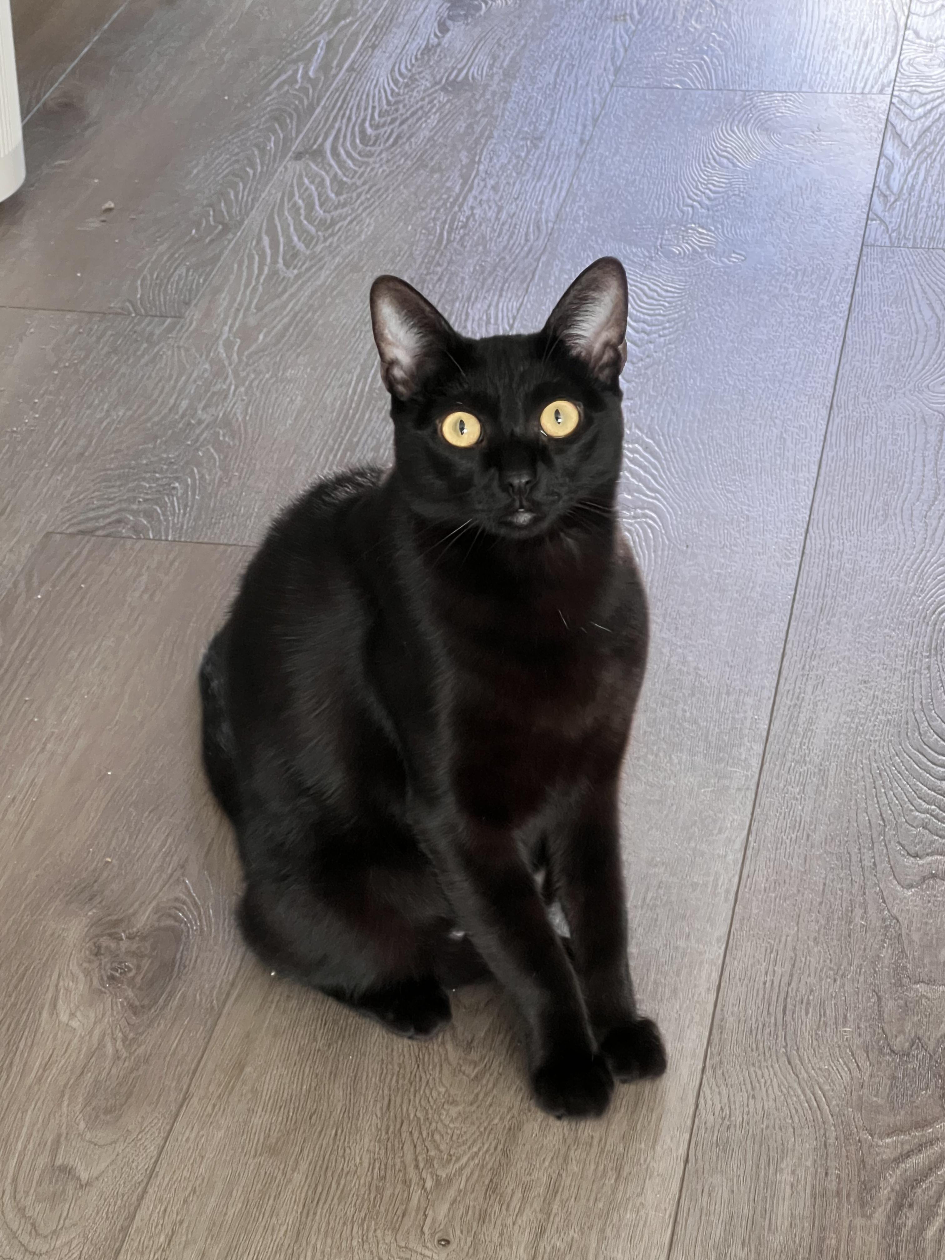 Enlarge Venus, a Adoptable Domestic Short Hair in Los Angeles, CA image 4/5