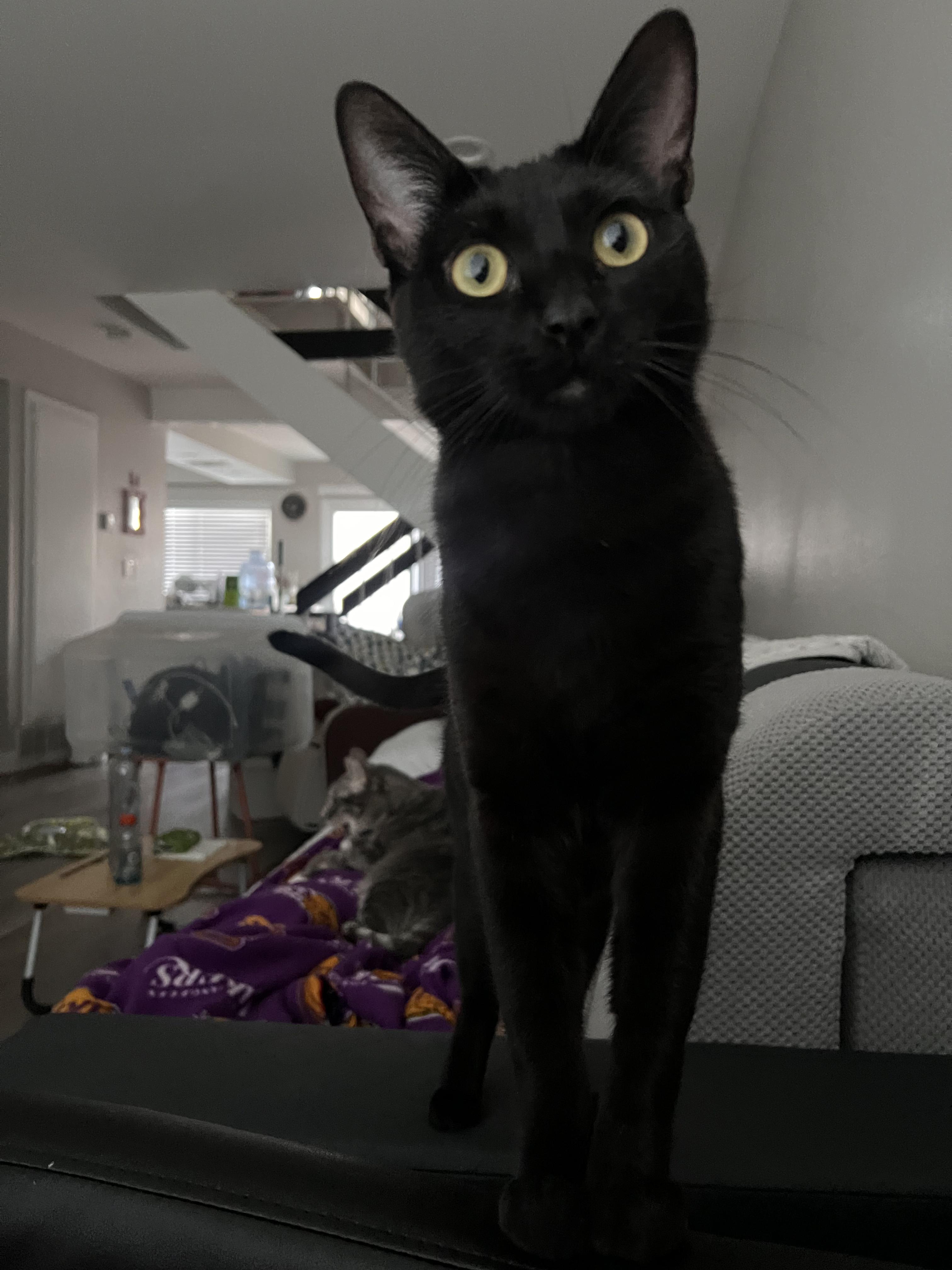 Venus, a ADOPTABLE Domestic Short Hair in Los Angeles, CA image 5/5
