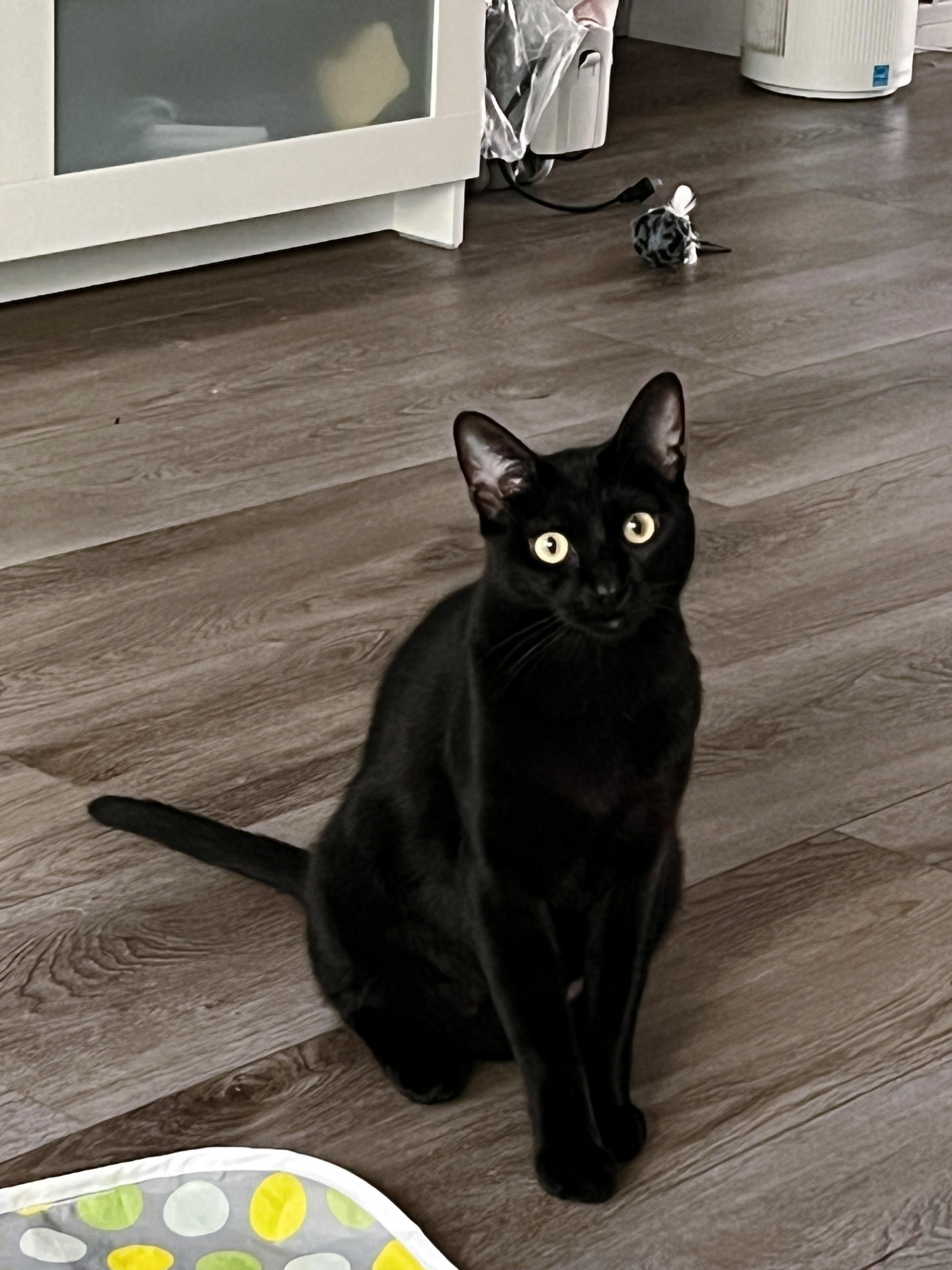 Enlarge Venus, a Adoptable Domestic Short Hair in Los Angeles, CA image 3/5