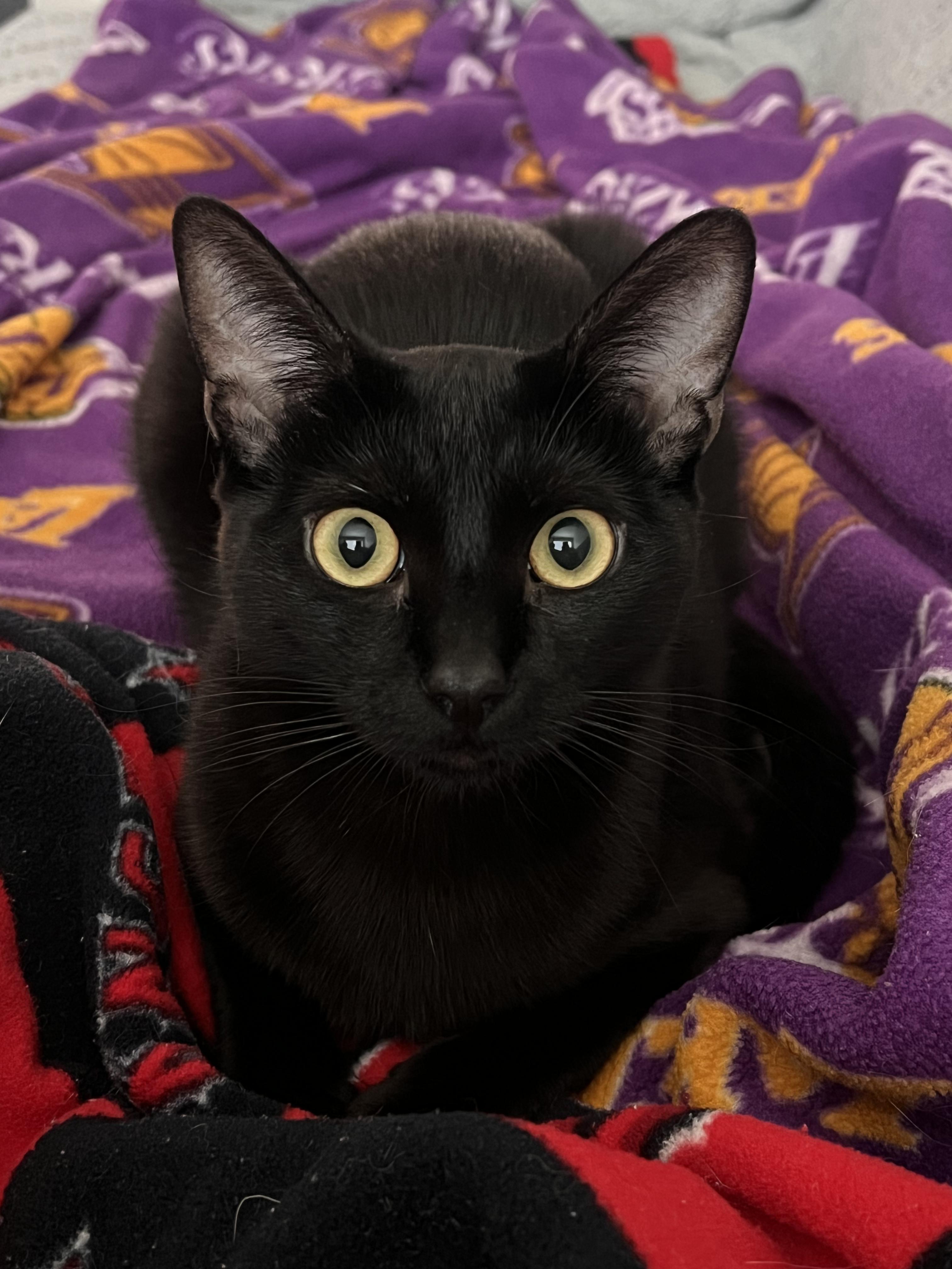 Venus, ADOPTABLE, Adult Female Domestic Short Hair.