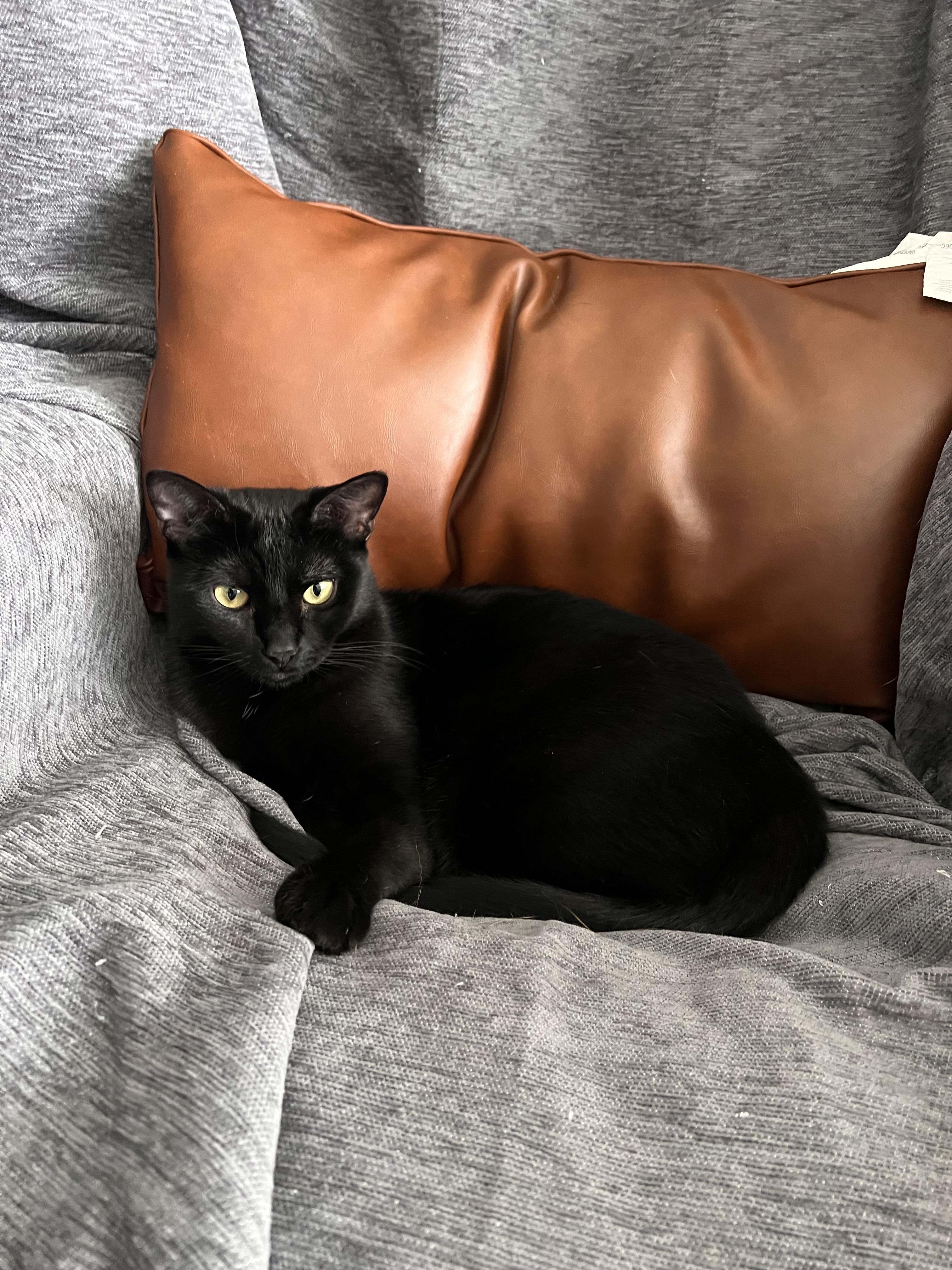 Enlarge Venus, a Adoptable Domestic Short Hair in Los Angeles, CA image 5/5