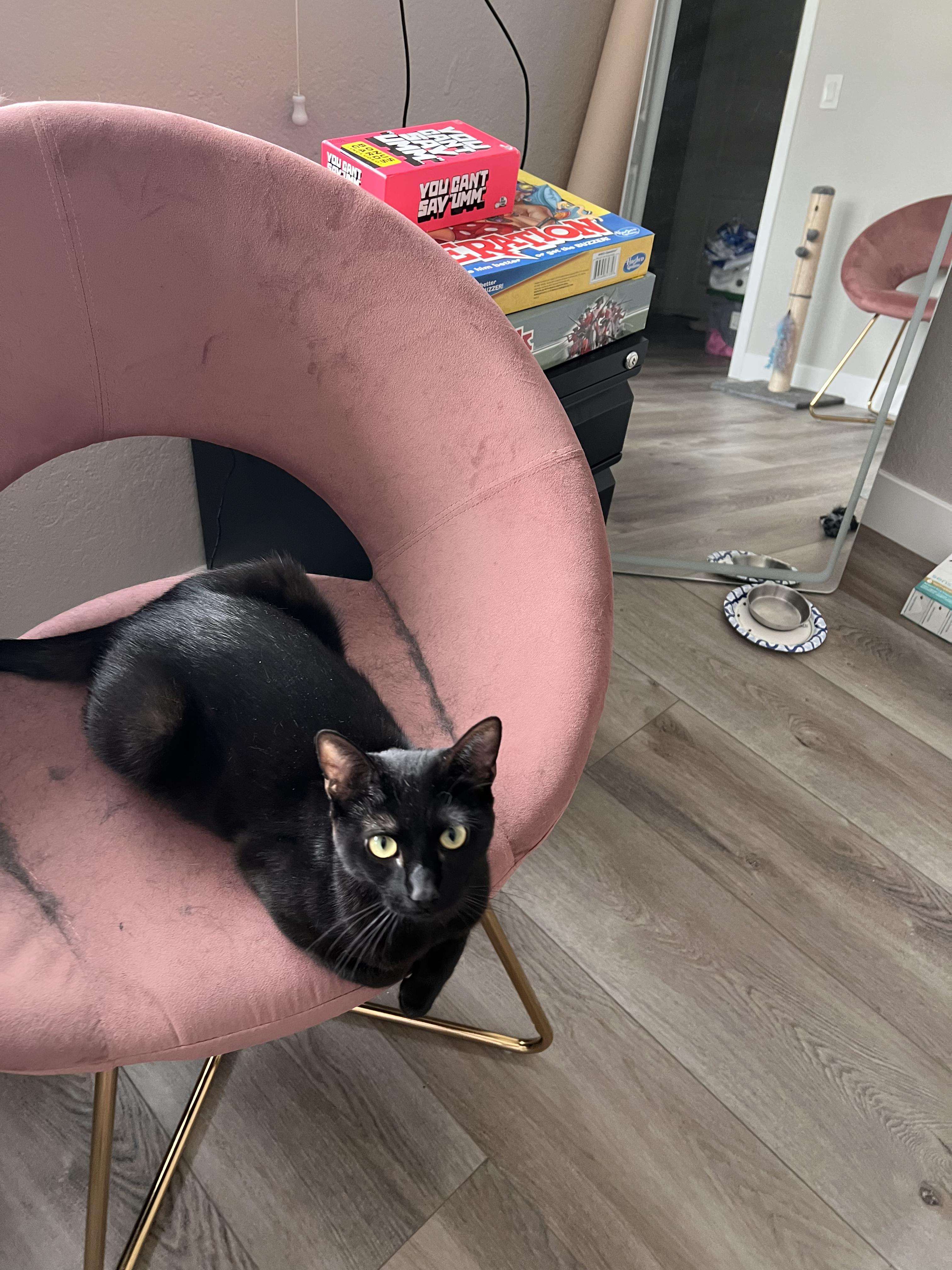Venus, a ADOPTABLE Domestic Short Hair in Los Angeles, CA image 3/5