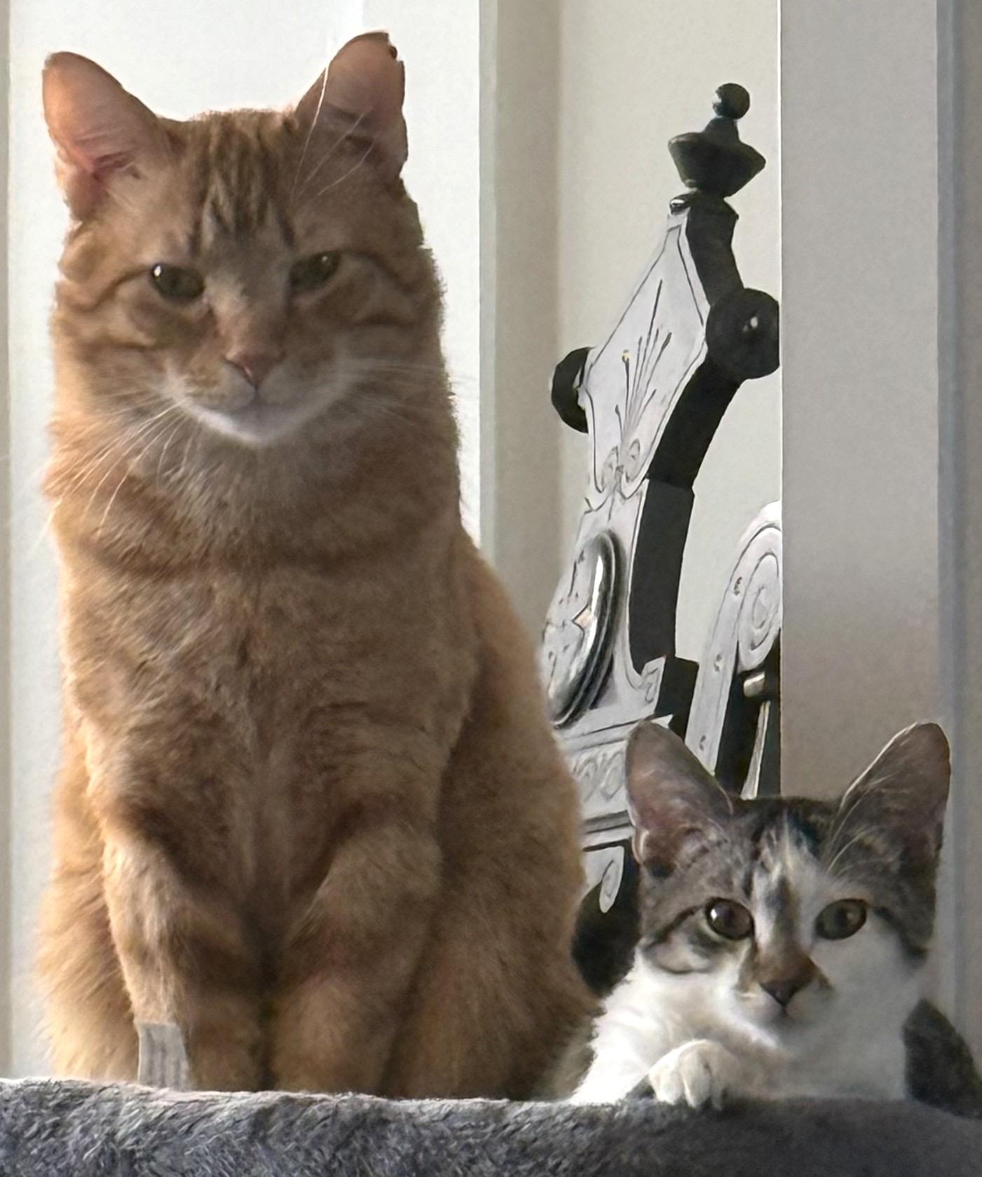 Enlarge Charlie & Marky, a Adoptable Domestic Short Hair in Evans City, PA image 1/4