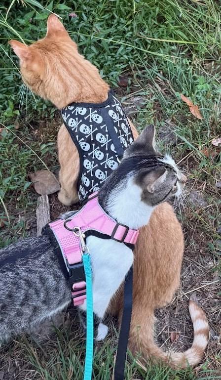 Enlarge Charlie & Marky, a Adoptable Domestic Short Hair in Evans City, PA image 2/4