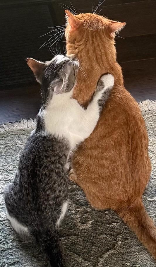 Enlarge Charlie & Marky, a Adoptable Domestic Short Hair in Evans City, PA image 3/4