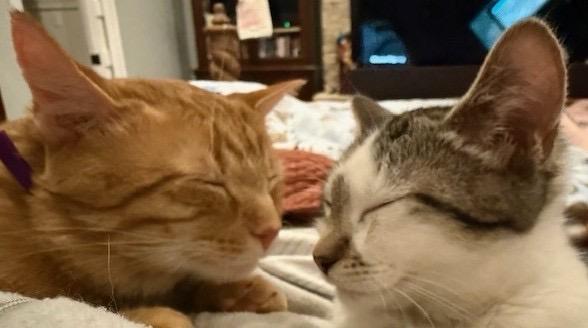 Enlarge Charlie & Marky, a Adoptable Domestic Short Hair in Evans City, PA image 4/4