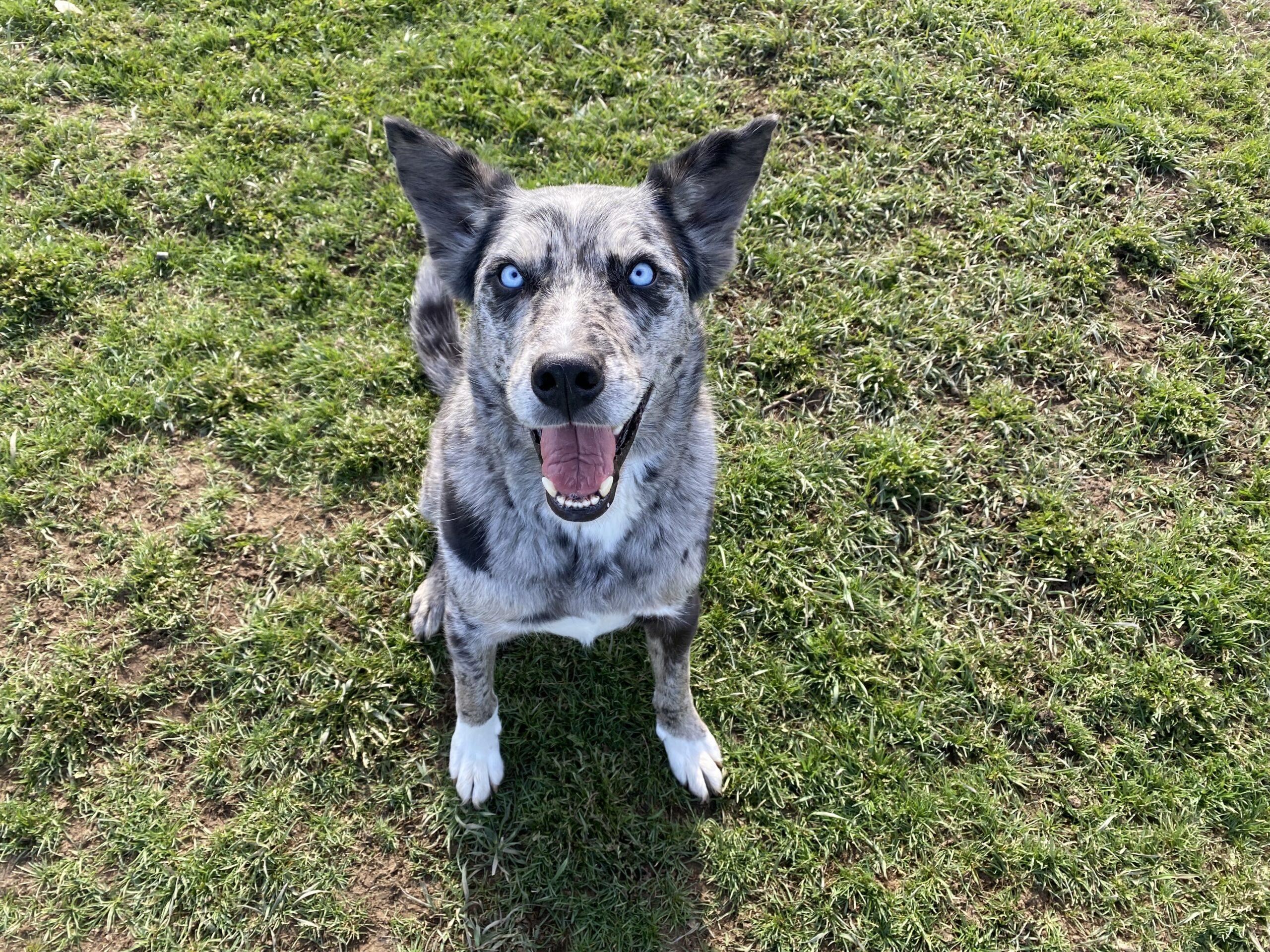 Leroy, adopted, Adult Male Mixed Breed.
