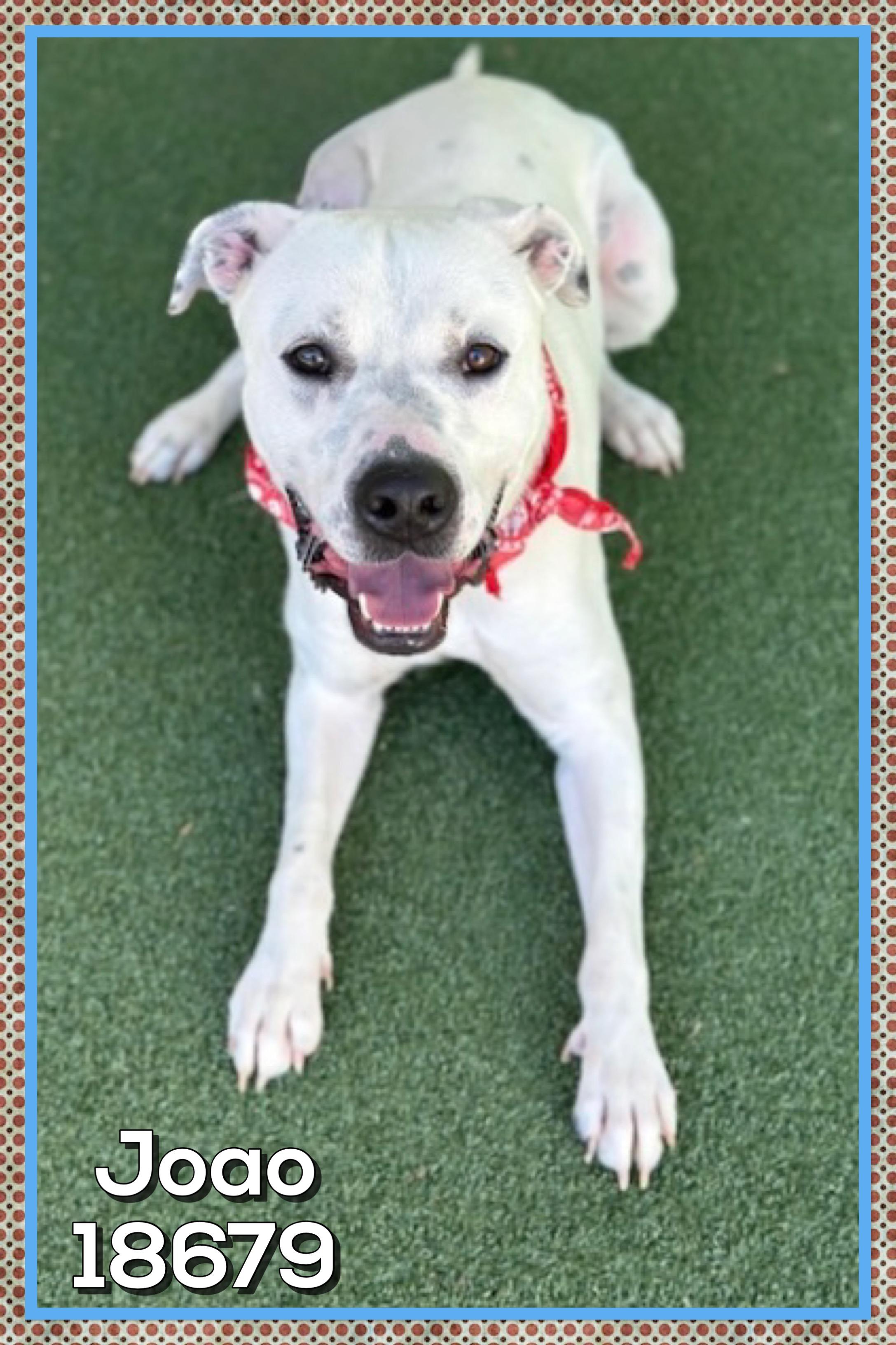 JOAO, a ADOPTABLE mixed breed in Marietta, GA image 2/5