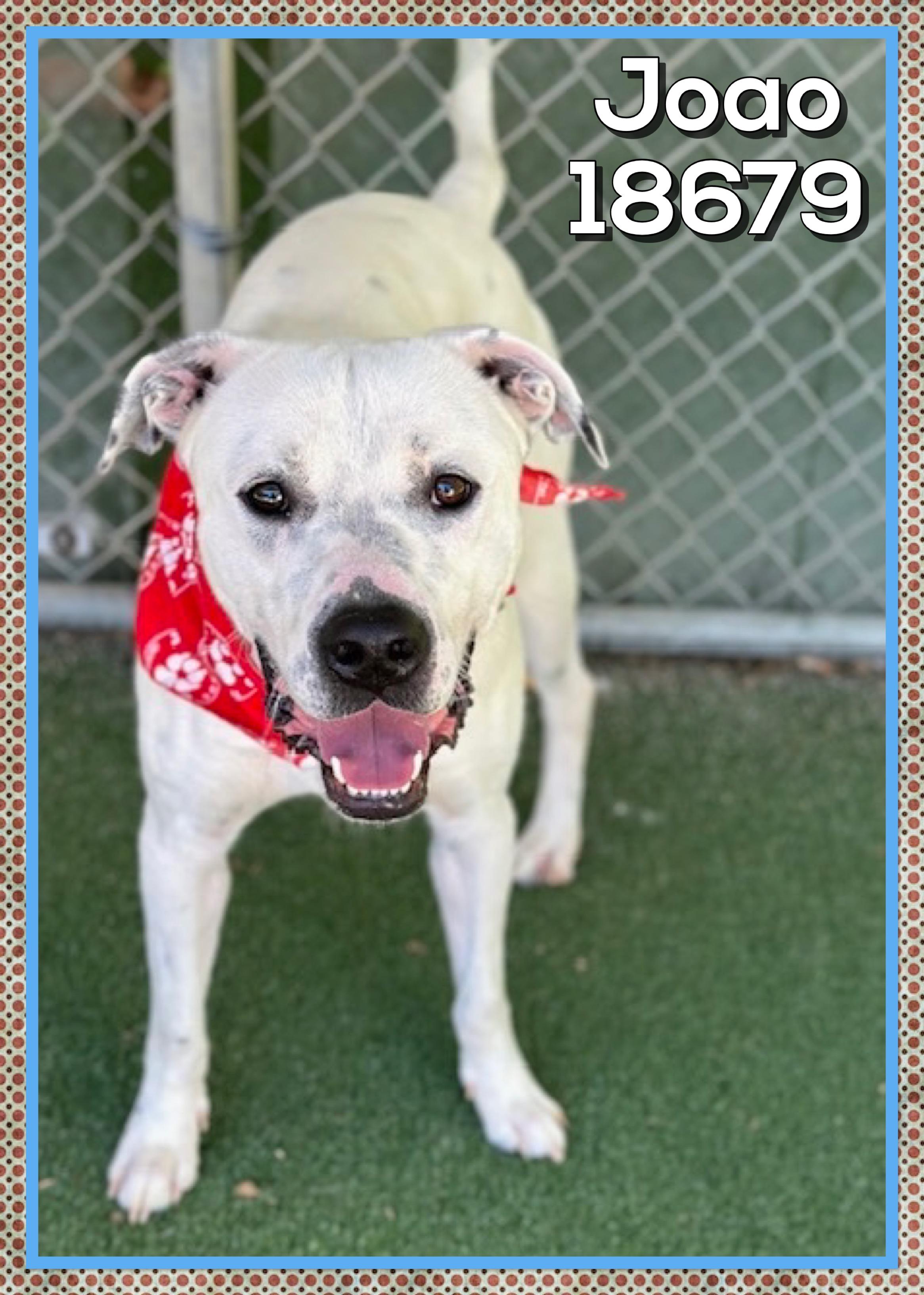 JOAO, a ADOPTABLE mixed breed in Marietta, GA image 1/5