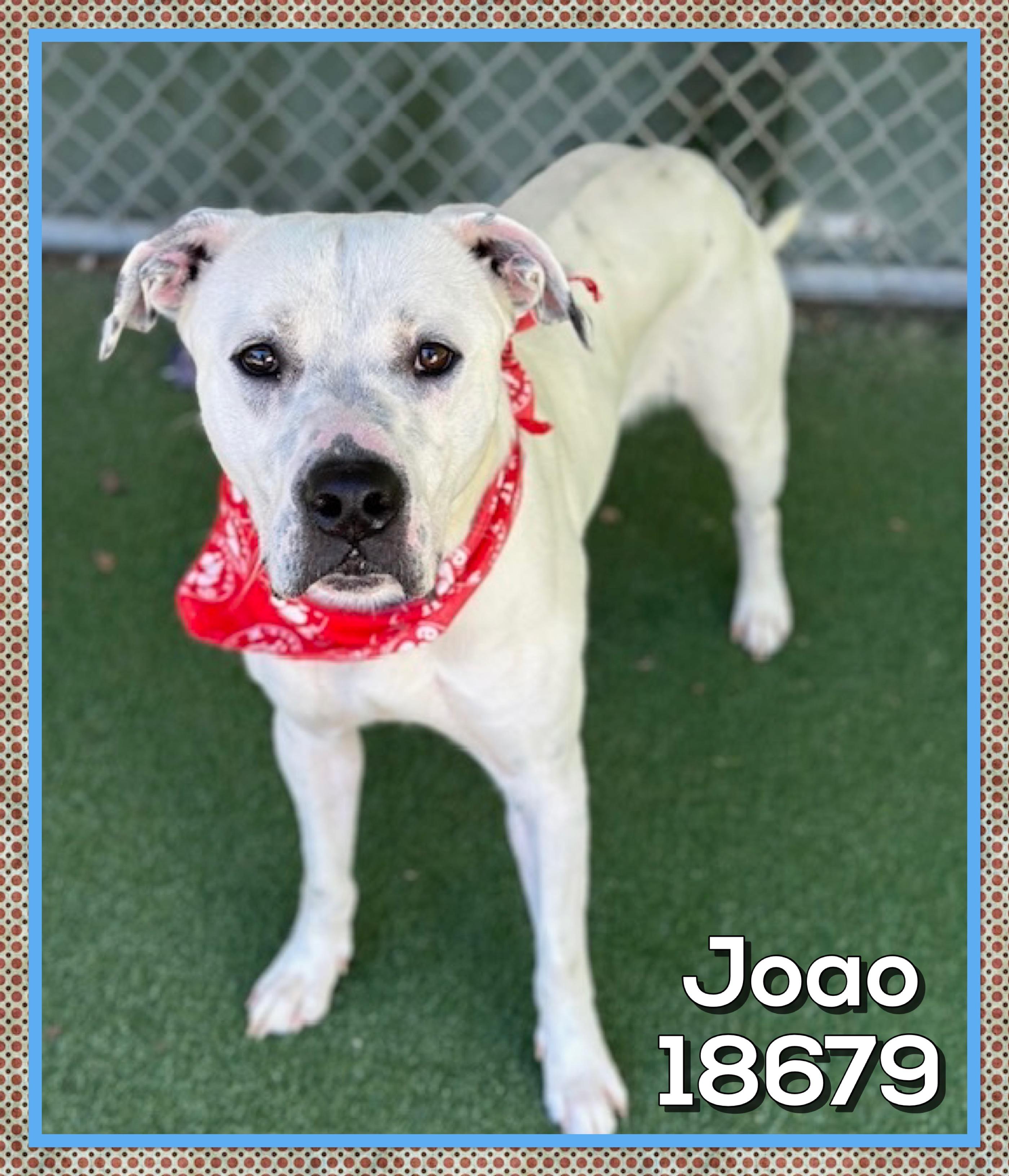 JOAO, a ADOPTABLE mixed breed in Marietta, GA image 3/5