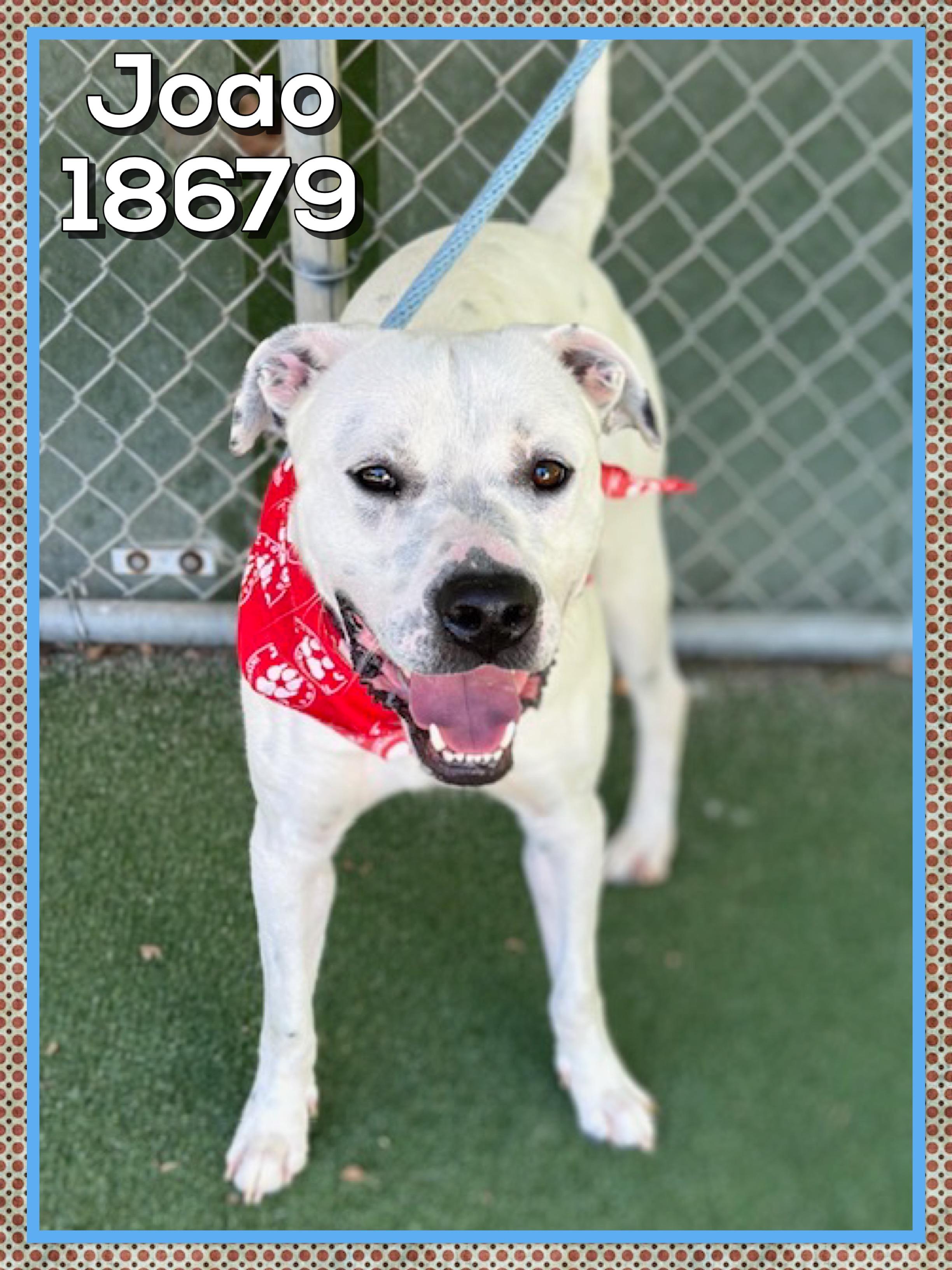 JOAO, a ADOPTABLE mixed breed in Marietta, GA image 5/5