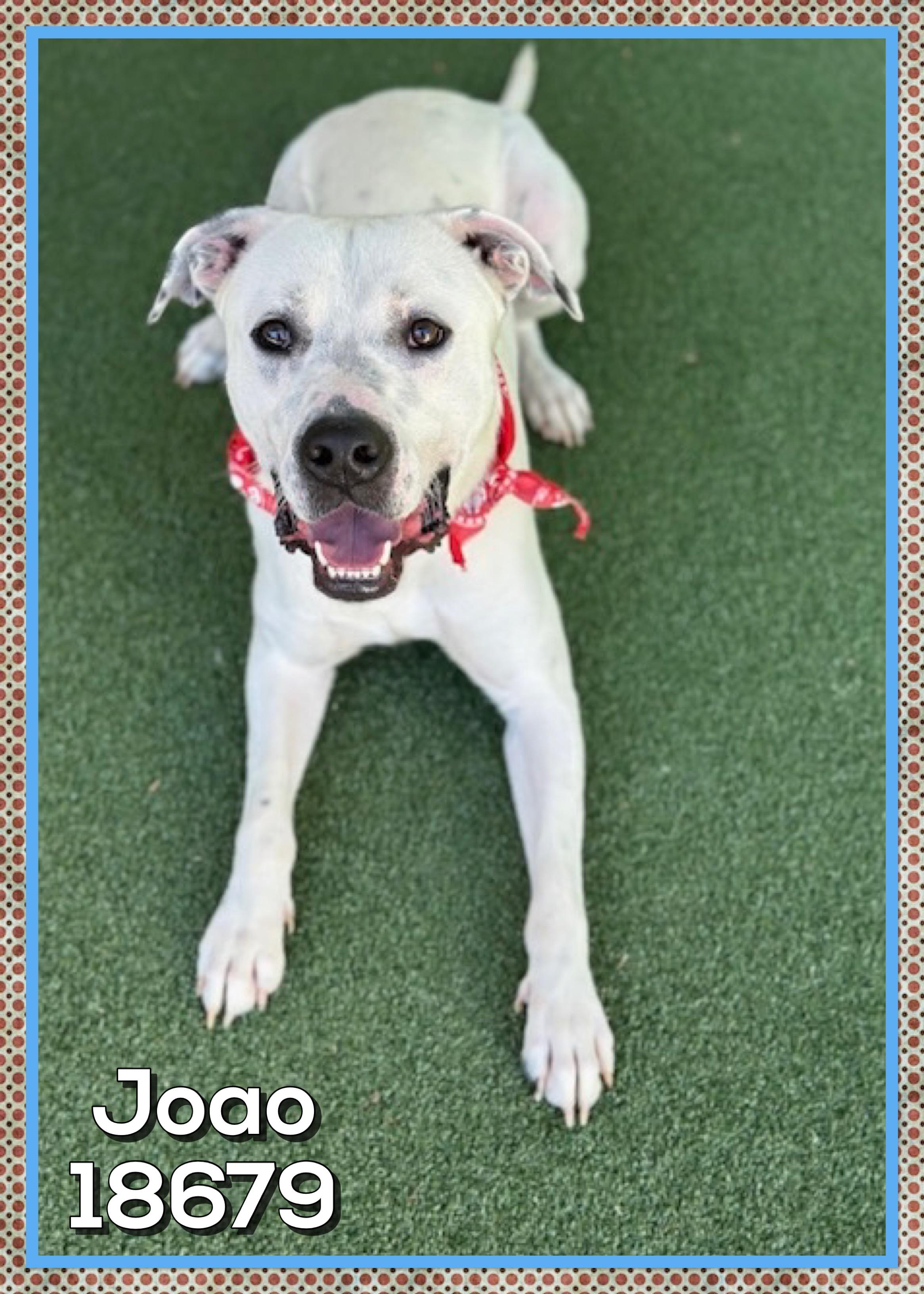 JOAO, a ADOPTABLE mixed breed in Marietta, GA image 4/5